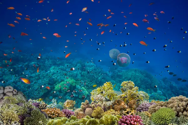 Different fish by corals