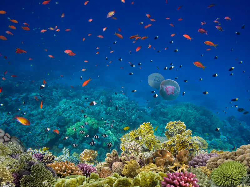 Different fish by corals