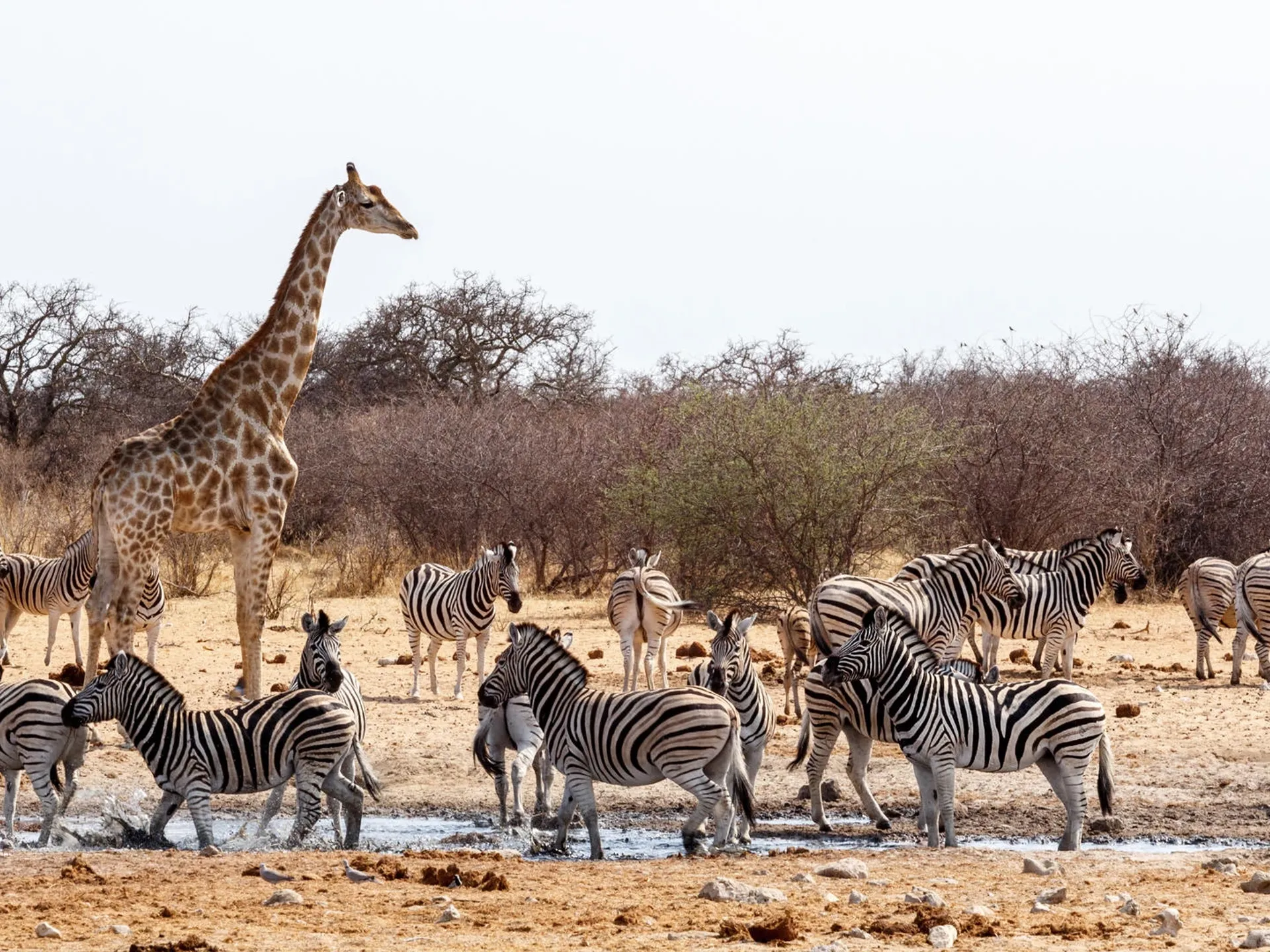 Wild animals in Namibia at the waterhole