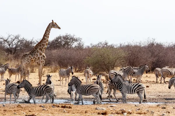 Wild animals in Namibia at the waterhole