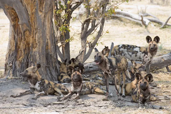 wild dog pack