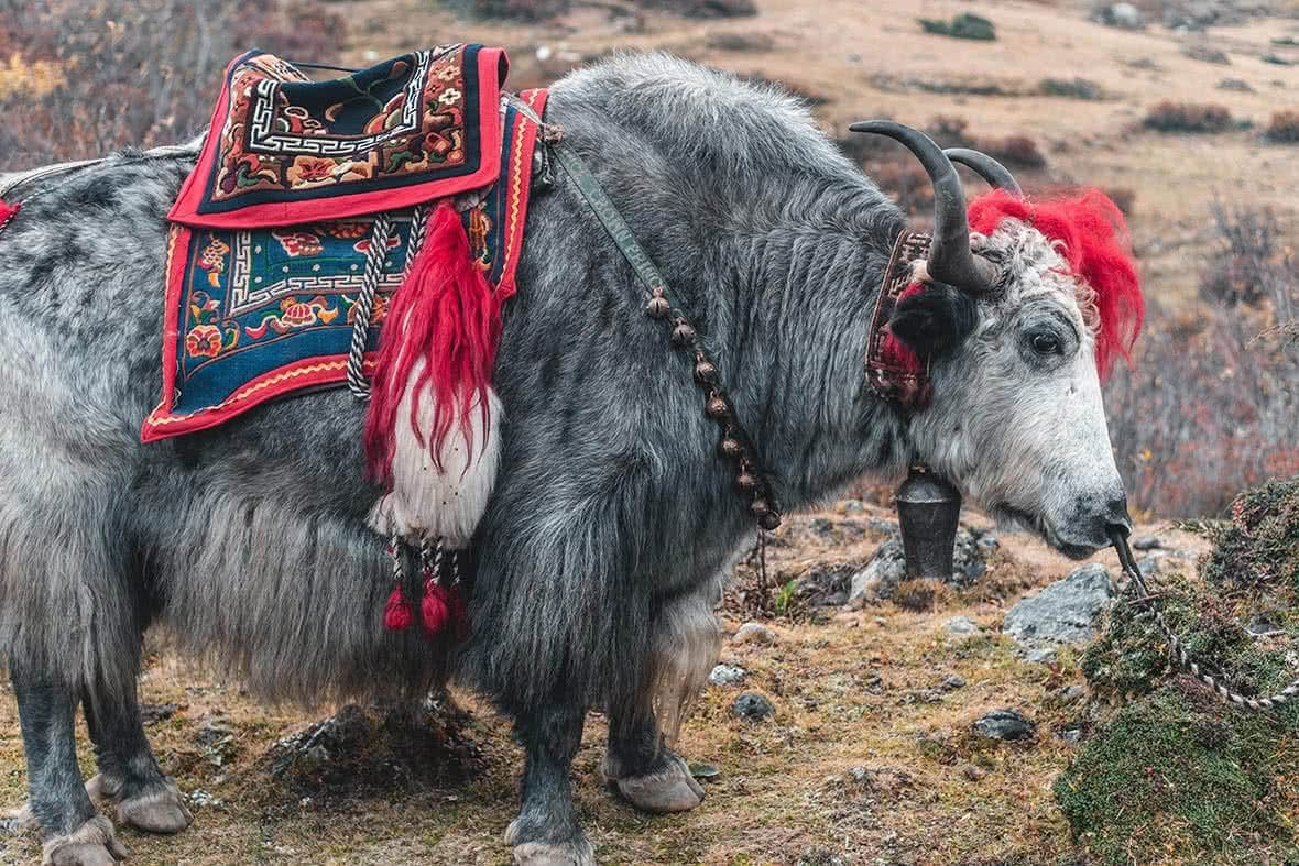 Yak für einen besonderen Anlass dekoriert