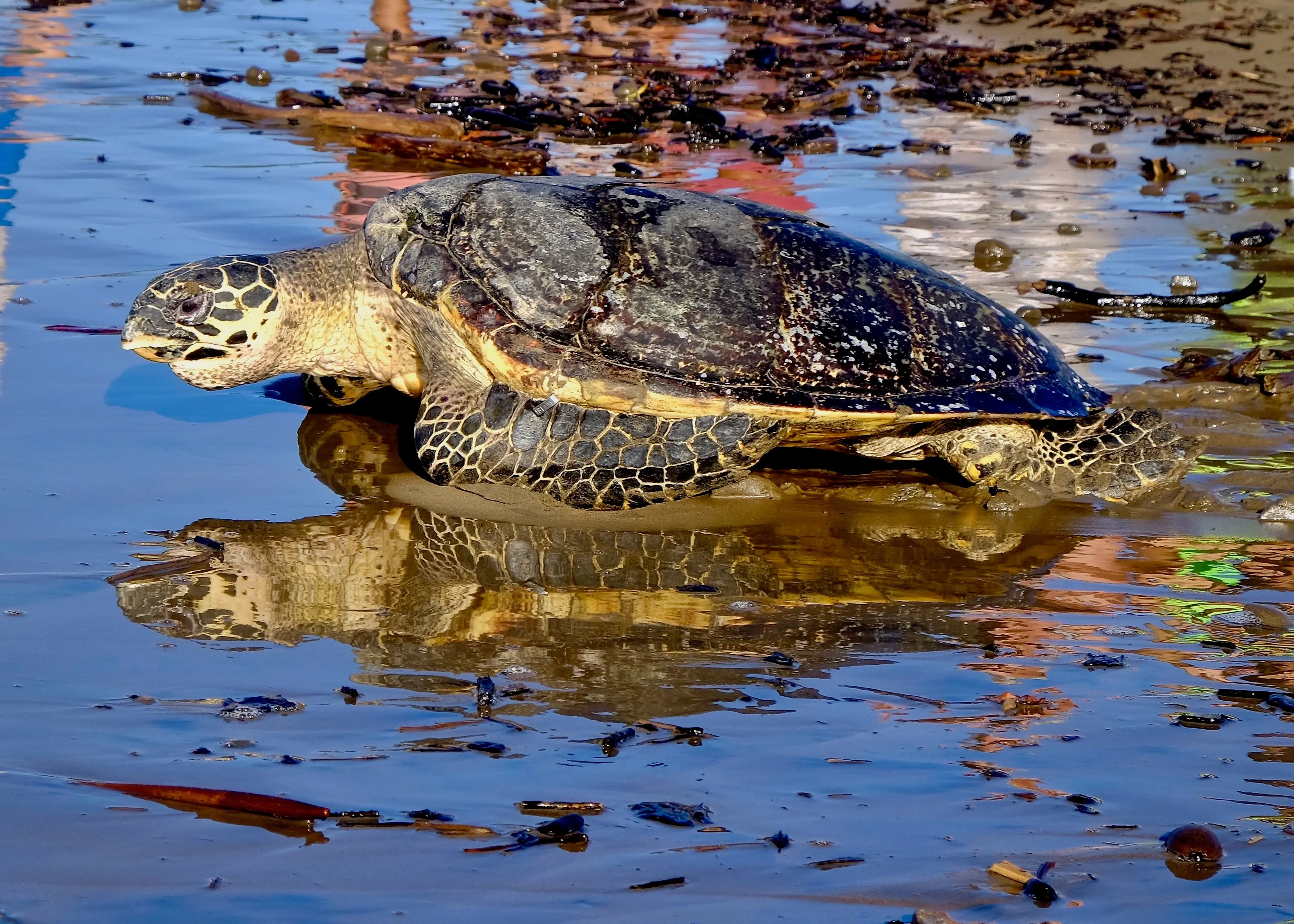 Echte Karettschildkröte im Wasser