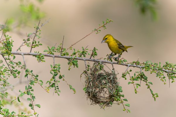 Weberin mit halb gebautem Nest