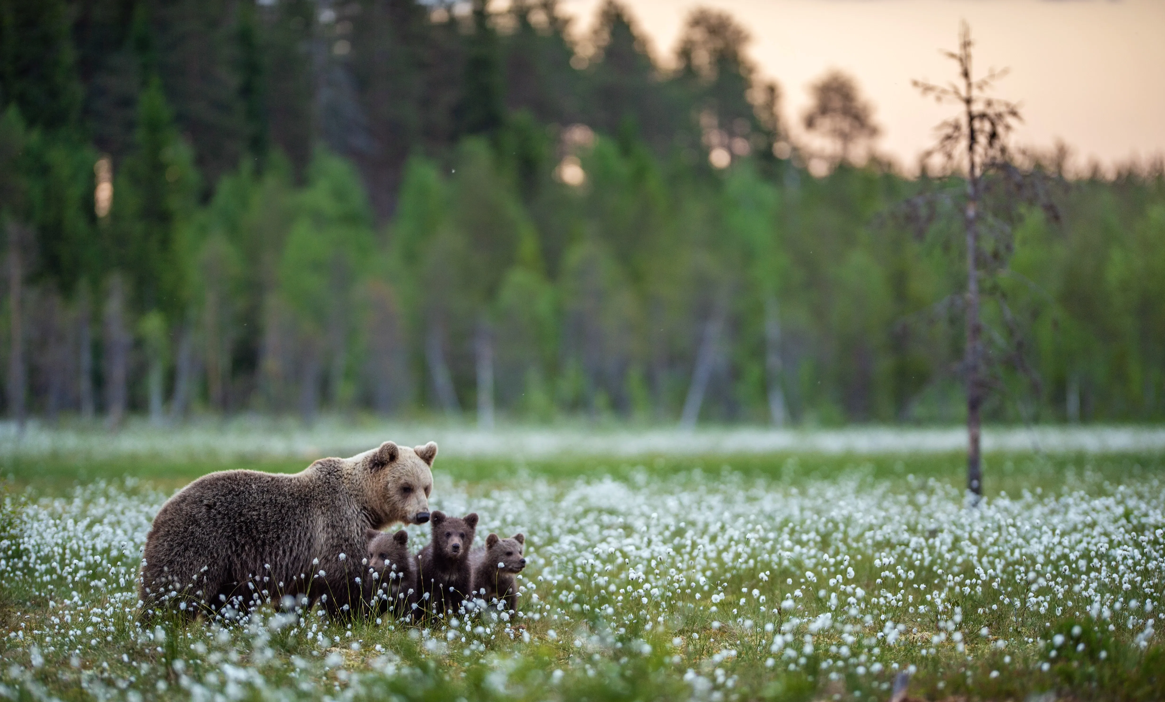Braunbär Familie auf Wiese