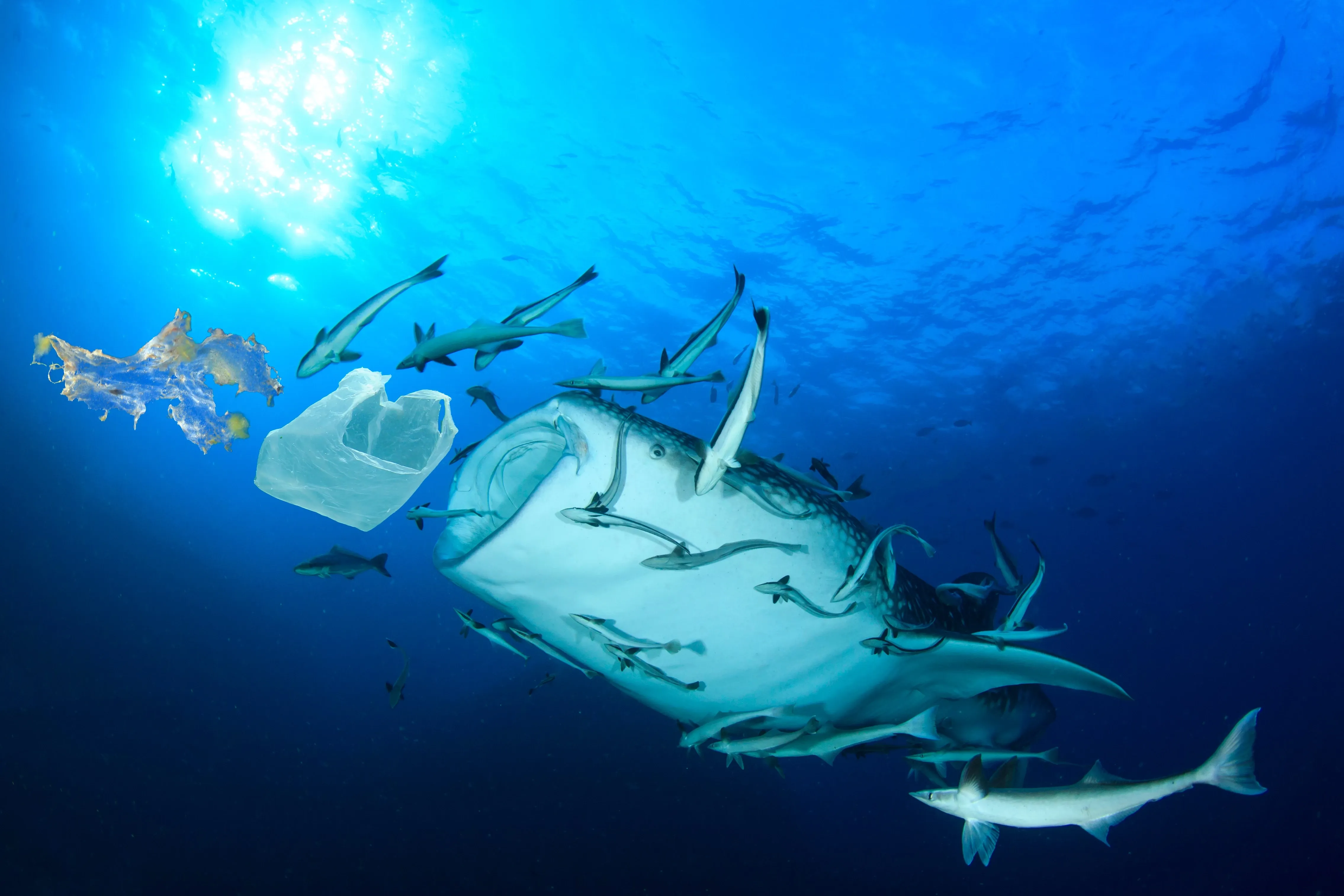 whale shark ingesting plastic
