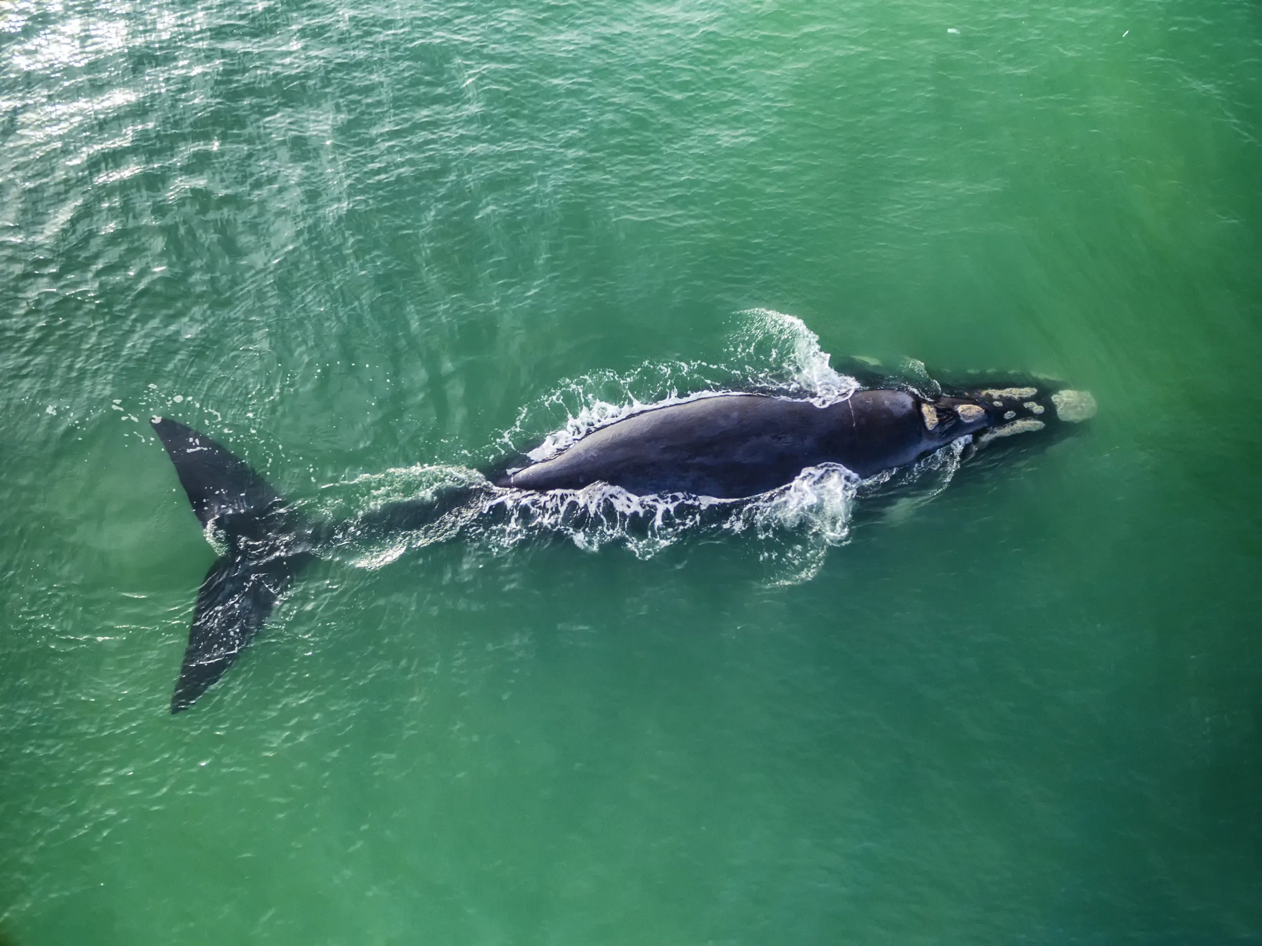 Whale aerial view