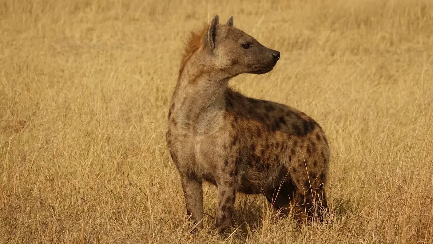 Guide Courses in Africa