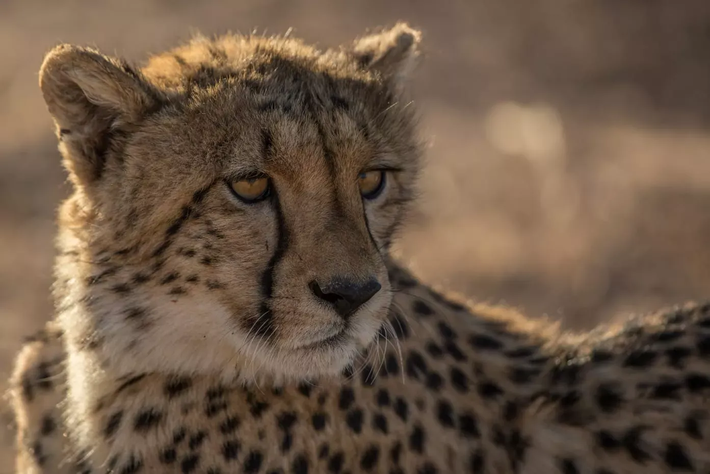 Guide Courses in Africa