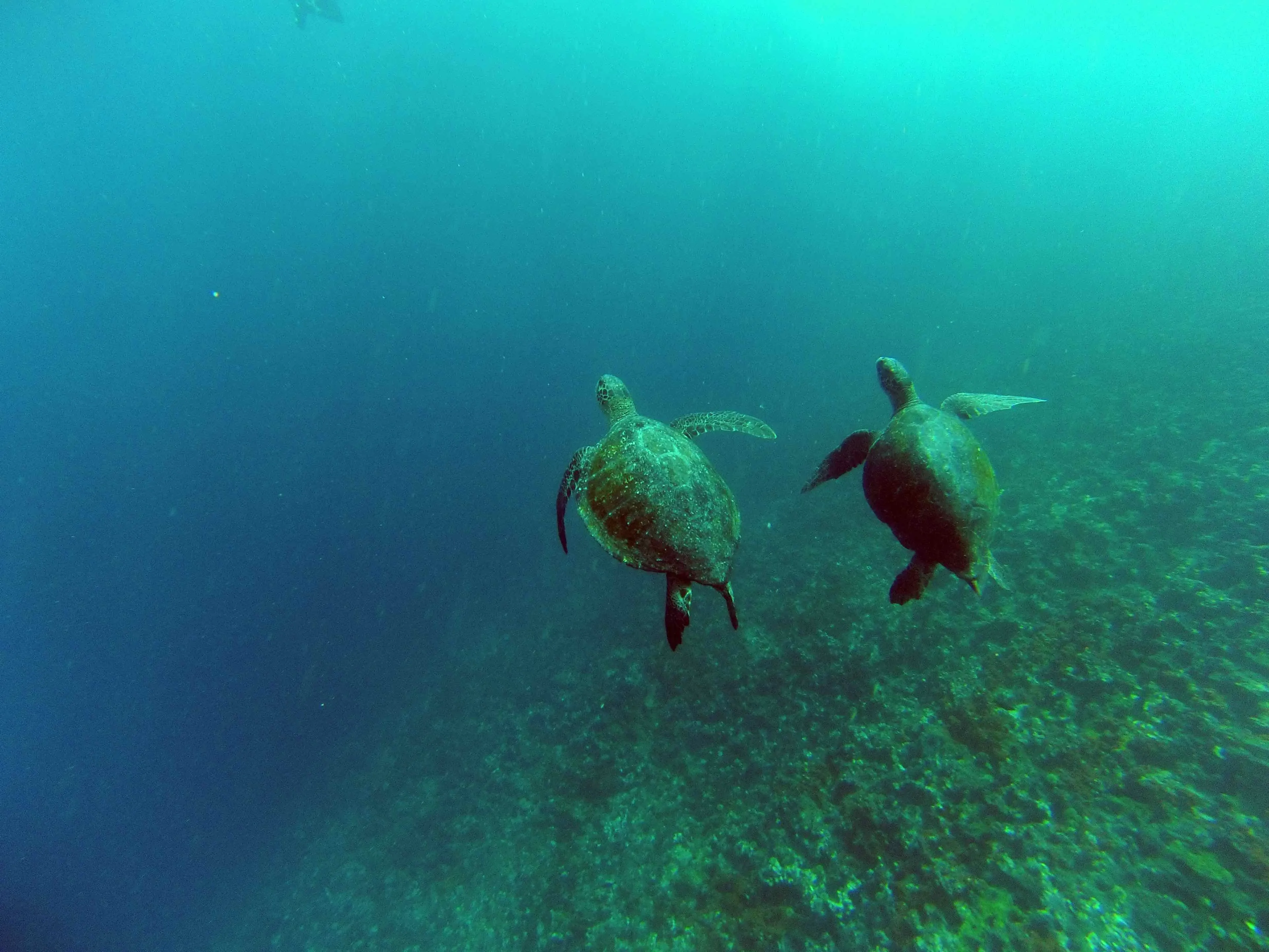 Zwei Meeresschildkröten schwimmen unter Wasser