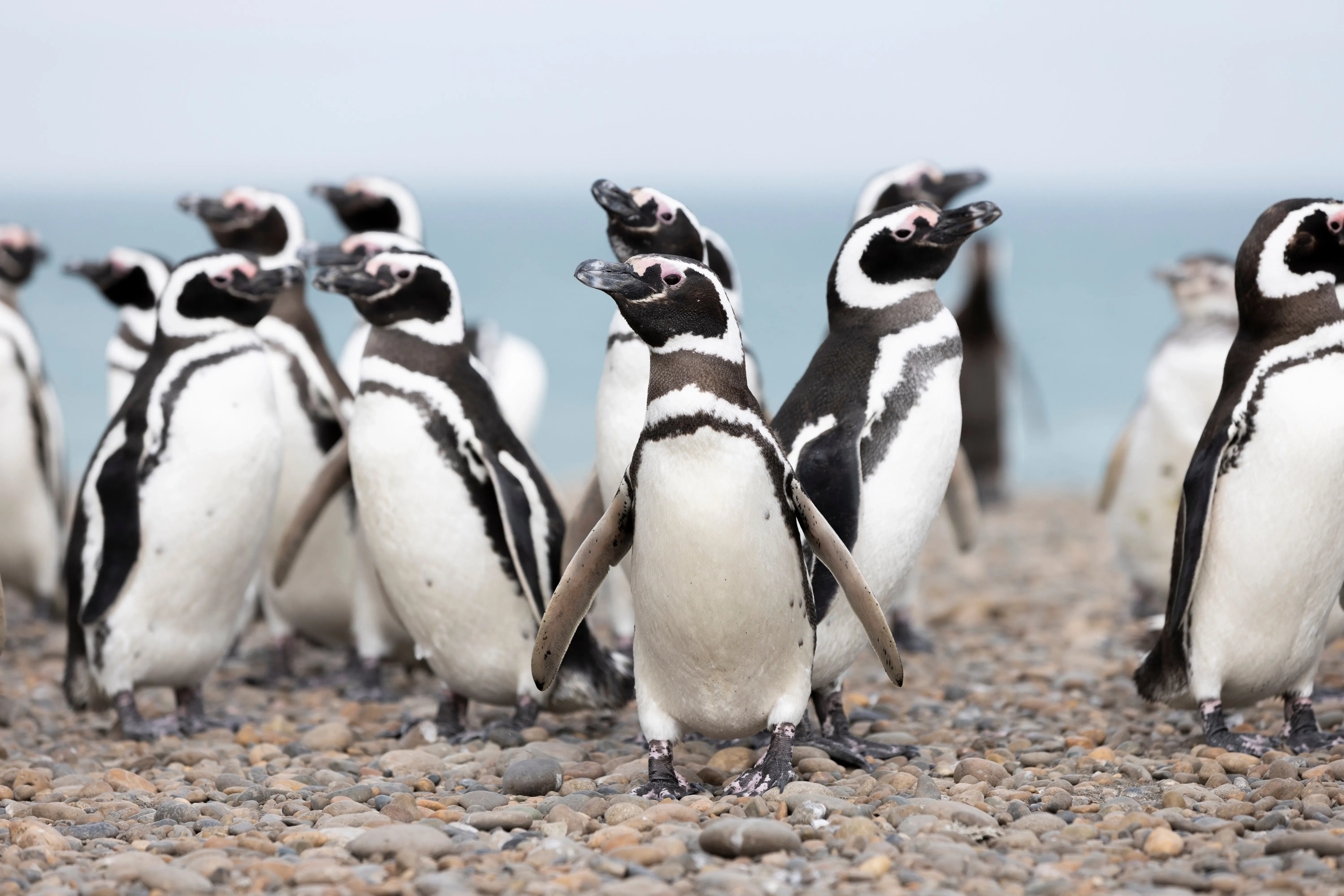 Humbold penguins