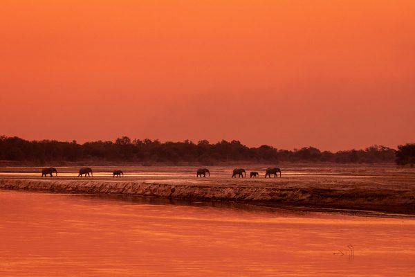 Elephants walking during sunset