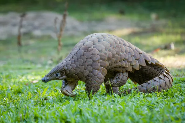 Pangolin walking on green grass