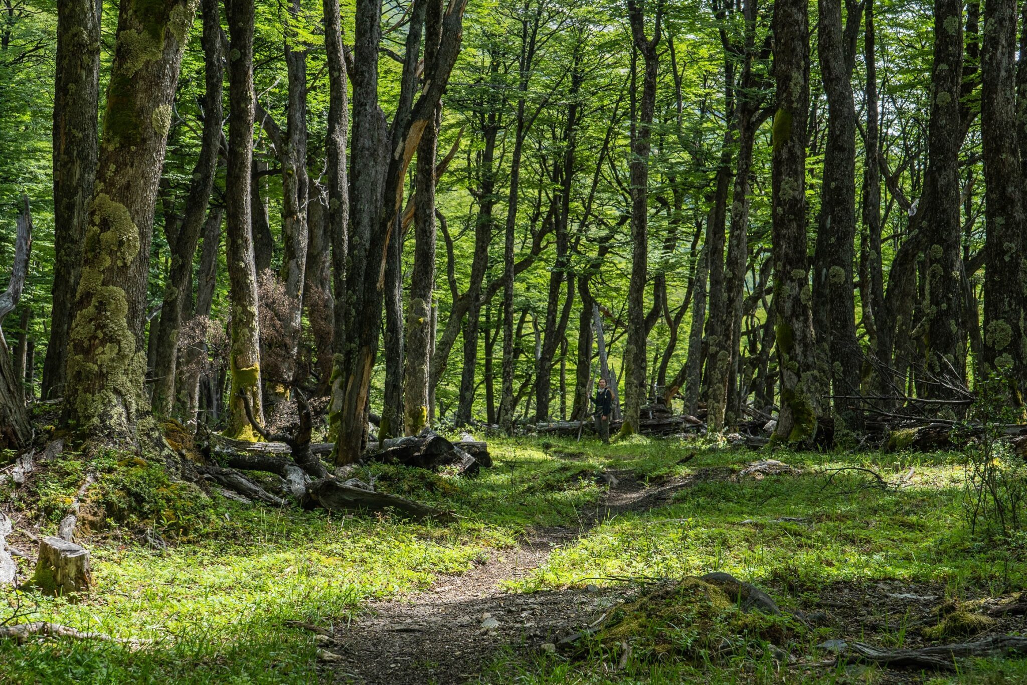 Beautiful green forest