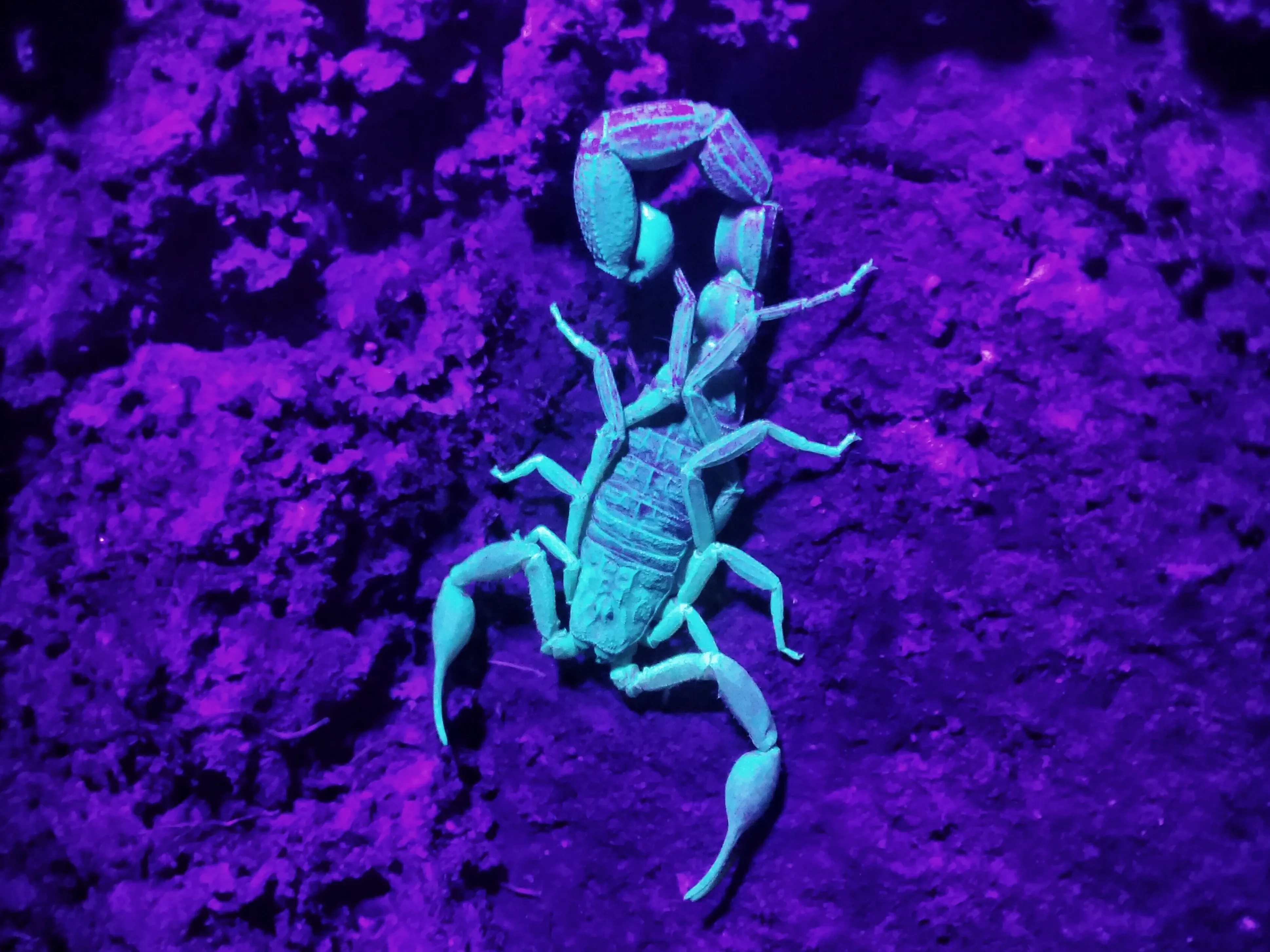 Scorpion under UV light