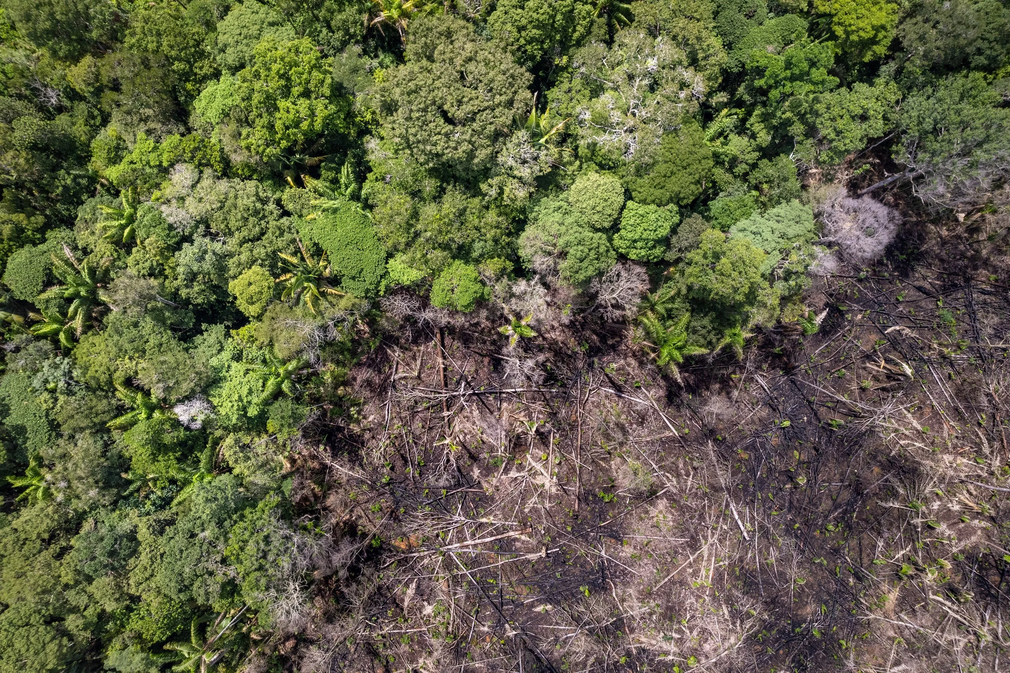 Amazon deforestation