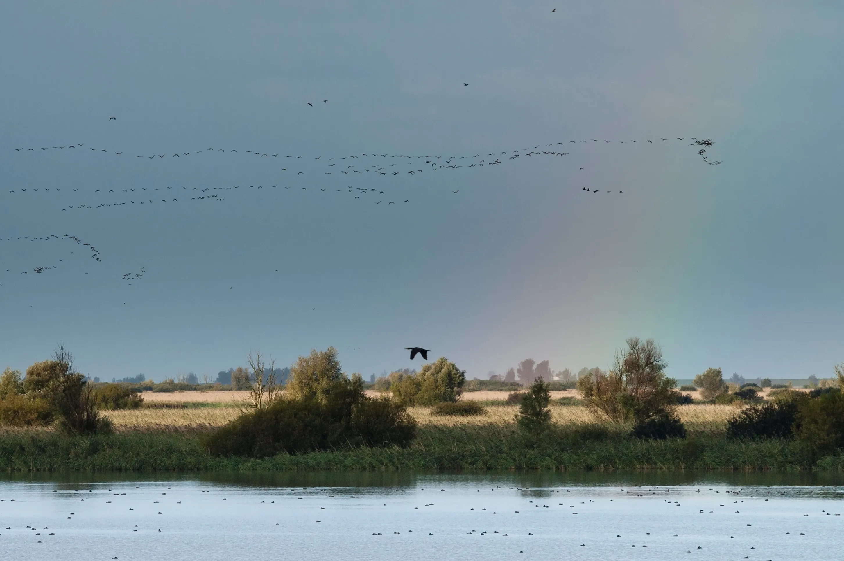 Bird rewilding oostvaardersplassen