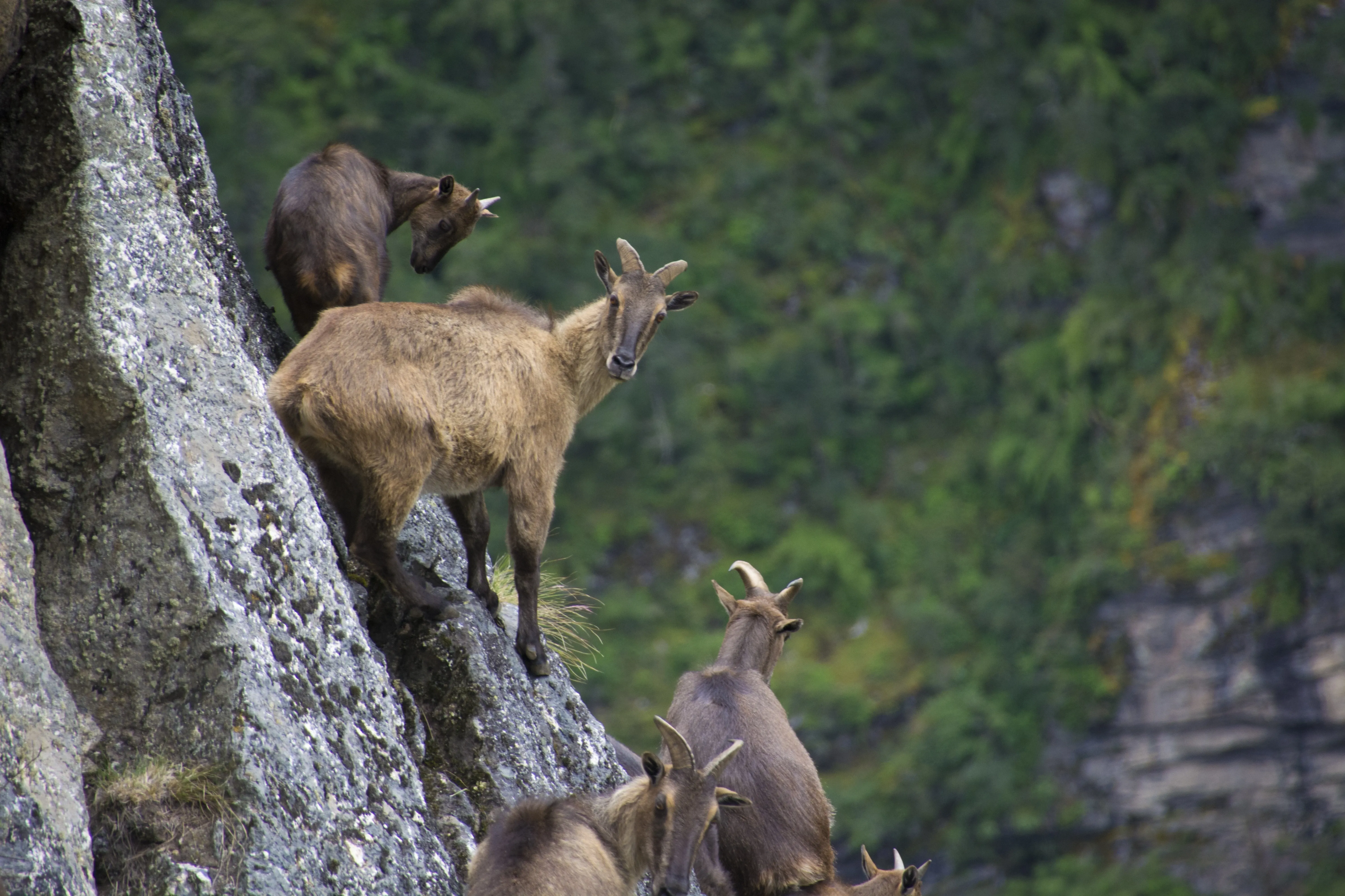 Himalayan tahr