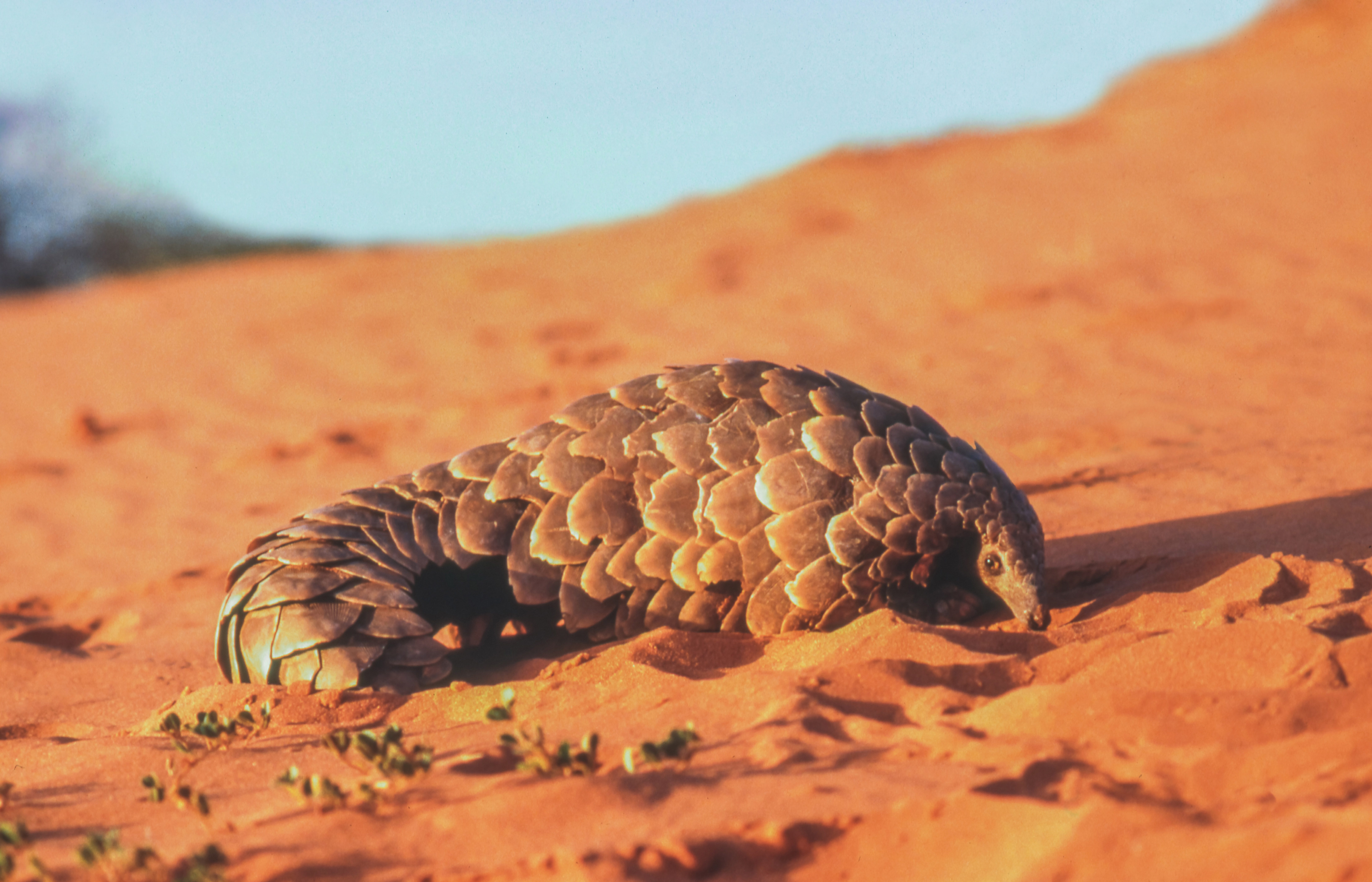 pangolin
