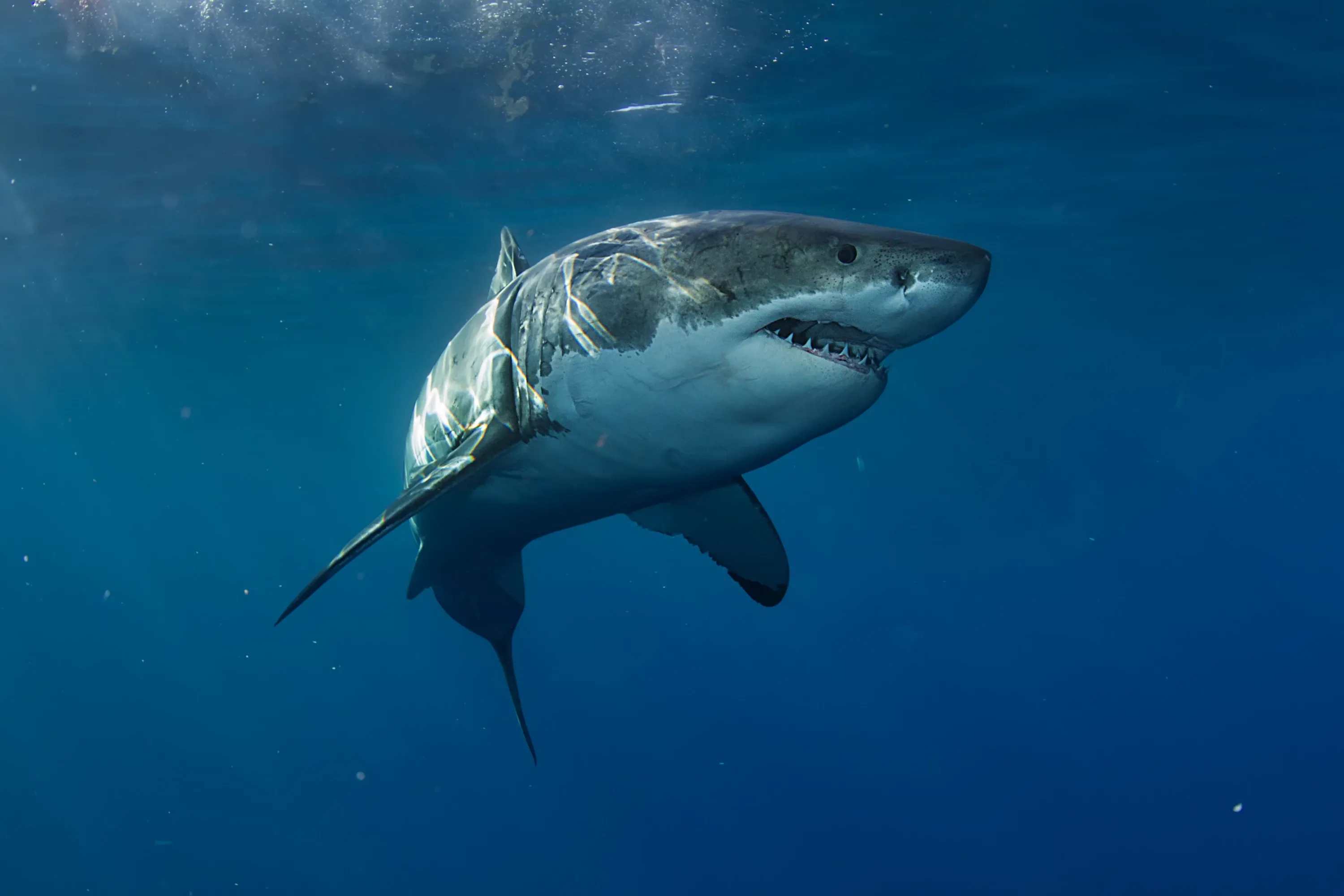 great white shark