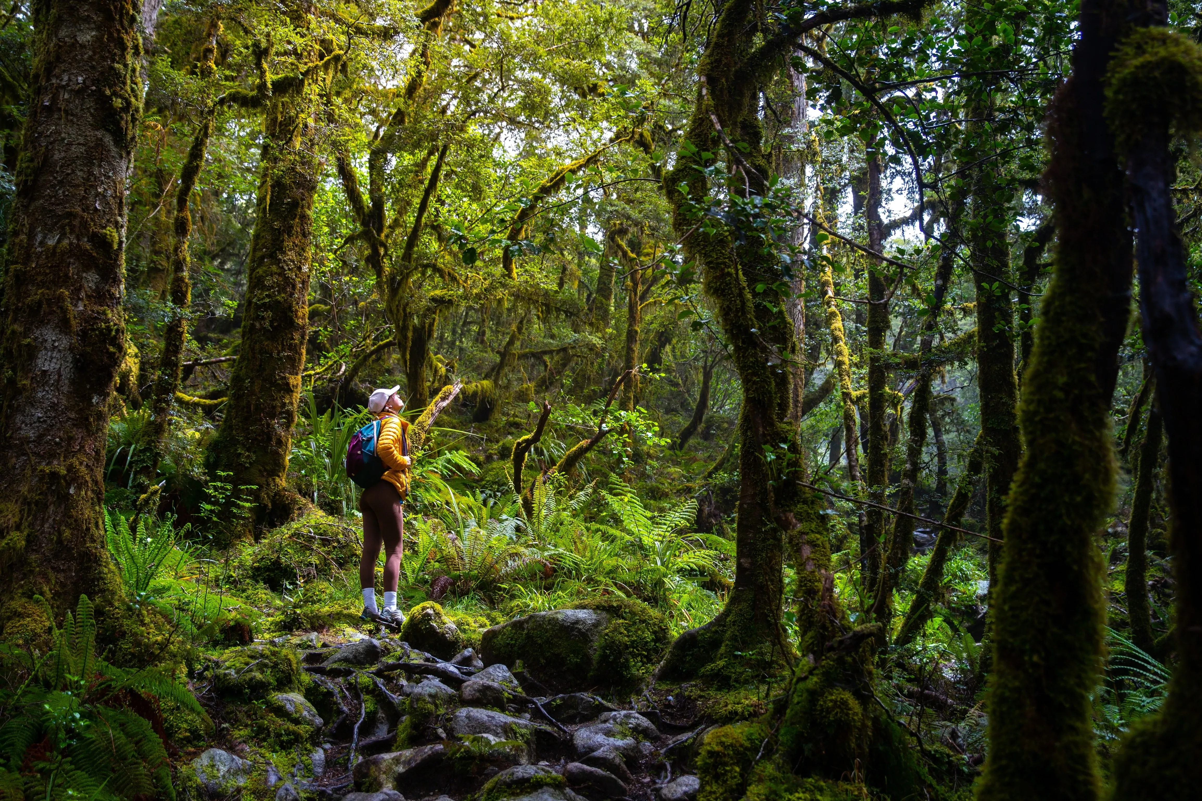 hiker in forest