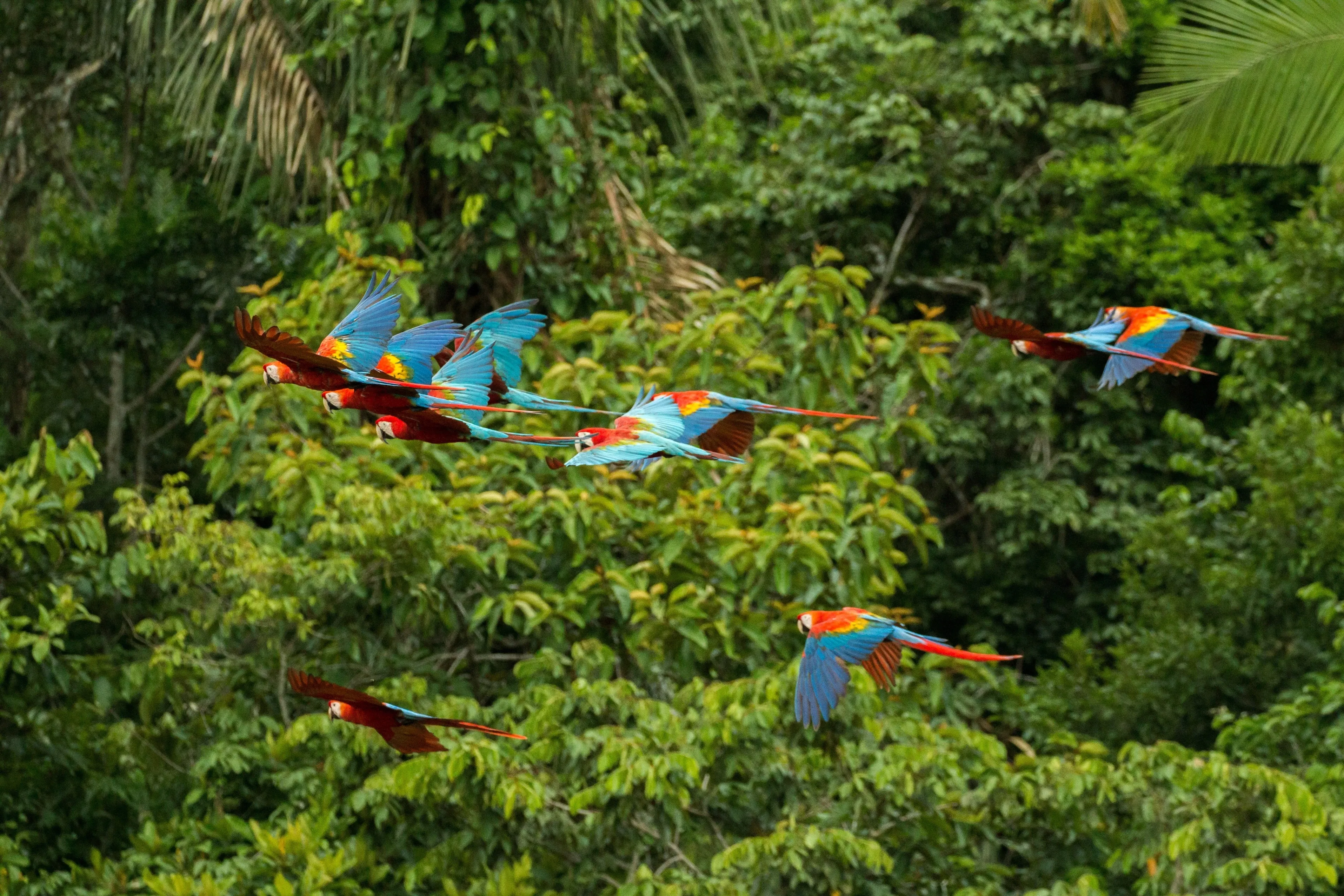 Macaws in the amazon