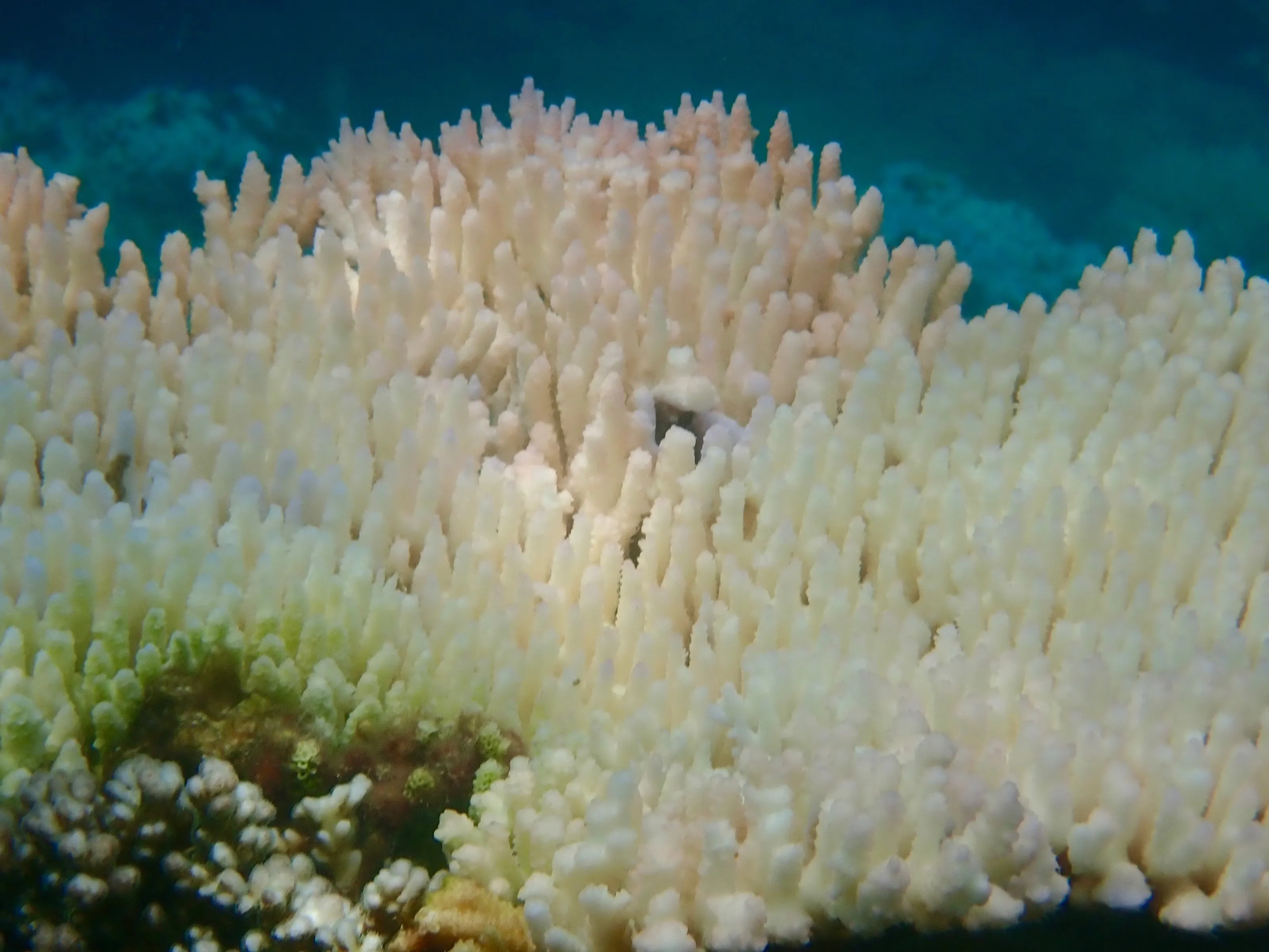 bleached coral
