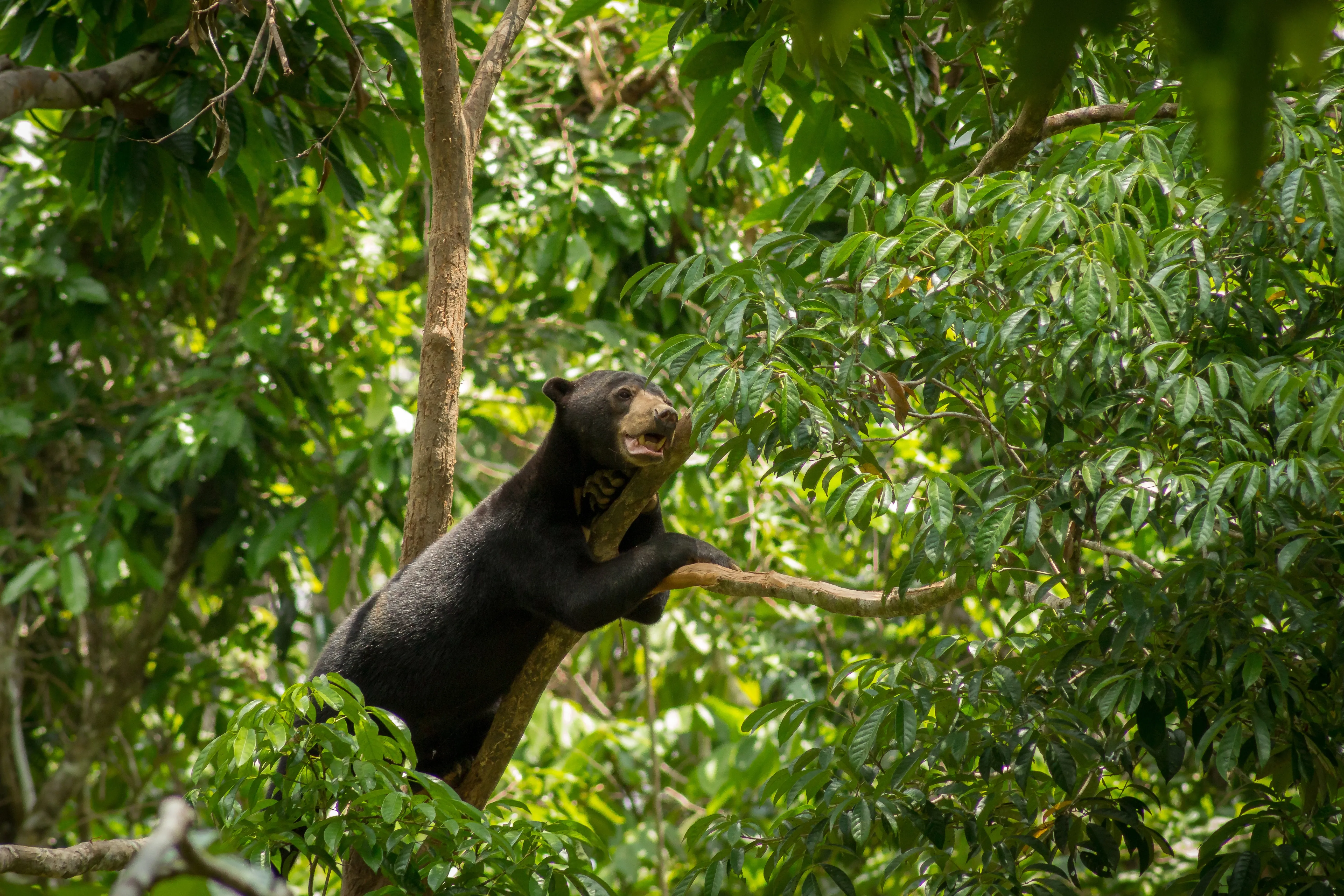 Schwarzer Bär im Baum in Borneo