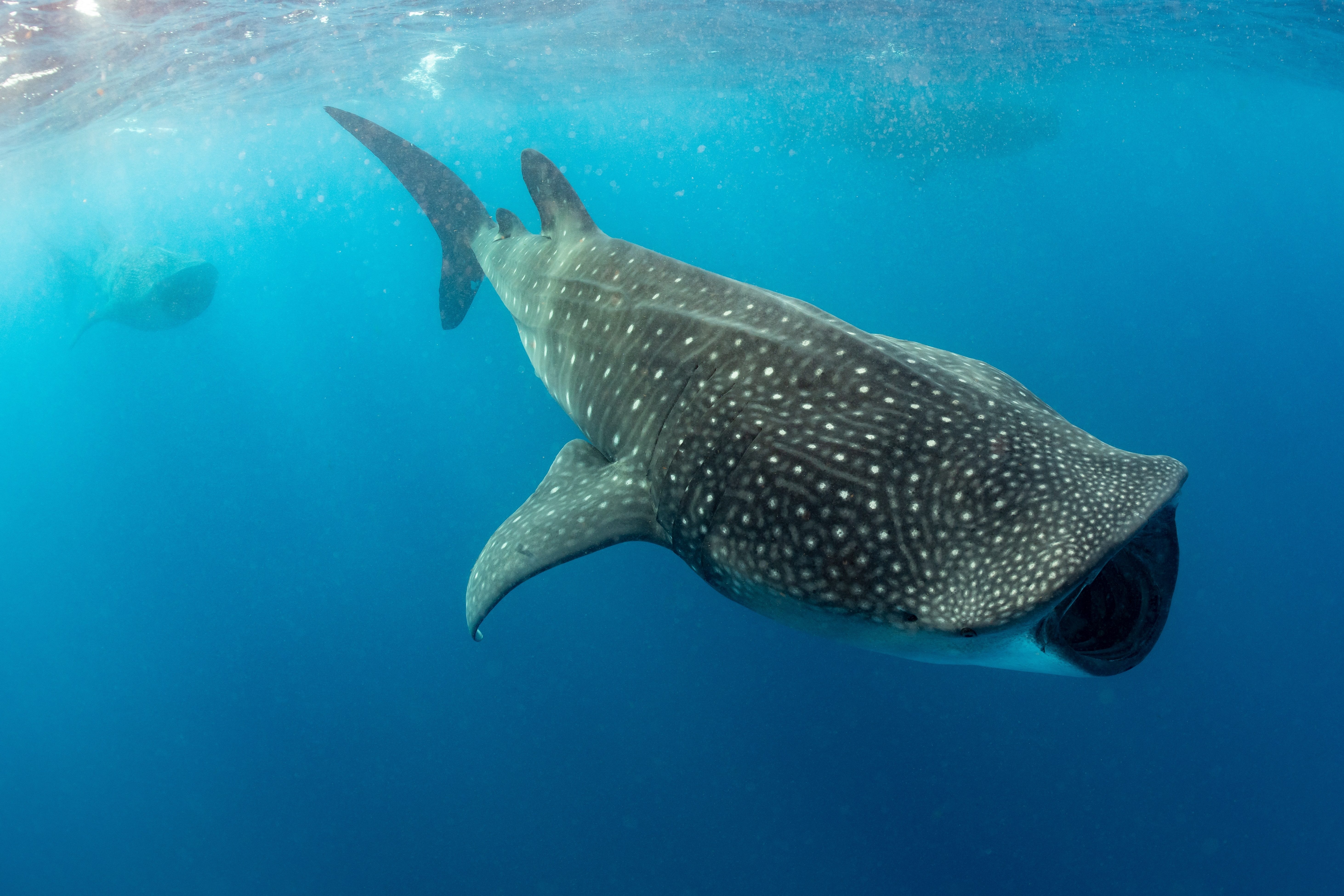 Whaleshark with open mouth