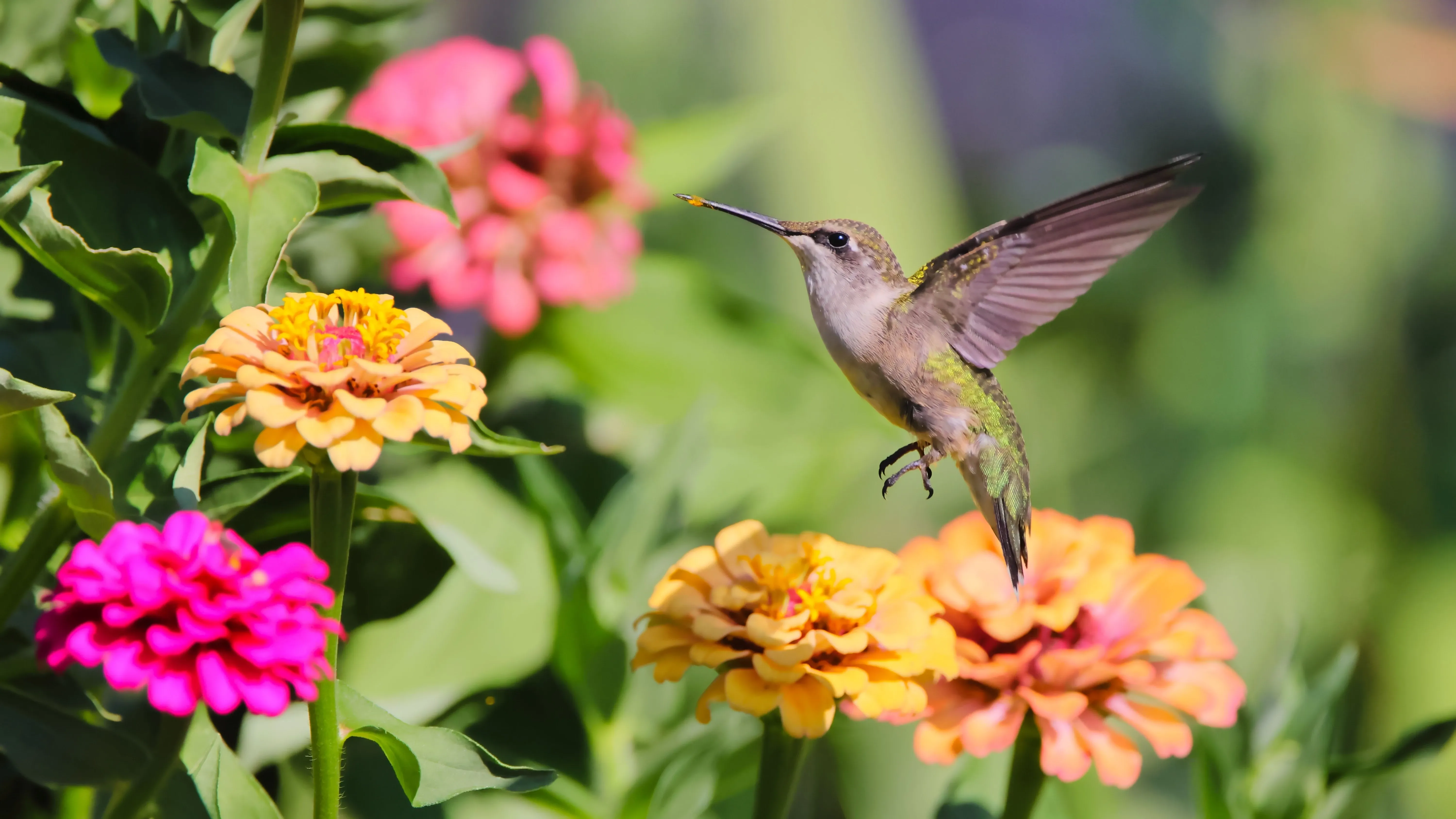 Humming bird