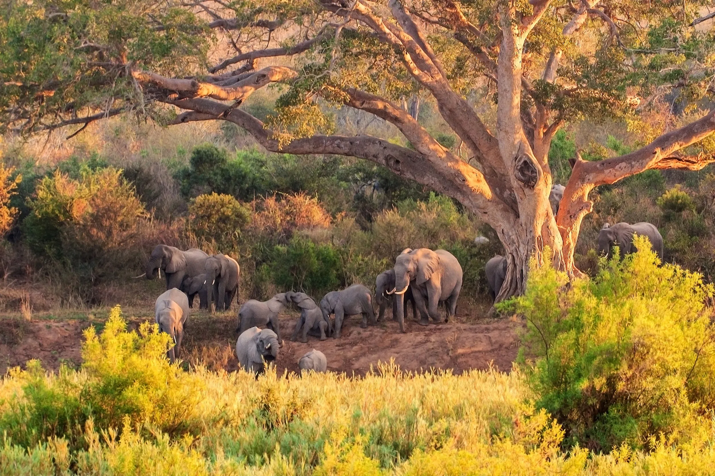 Herd of elephants in Kruger National Park