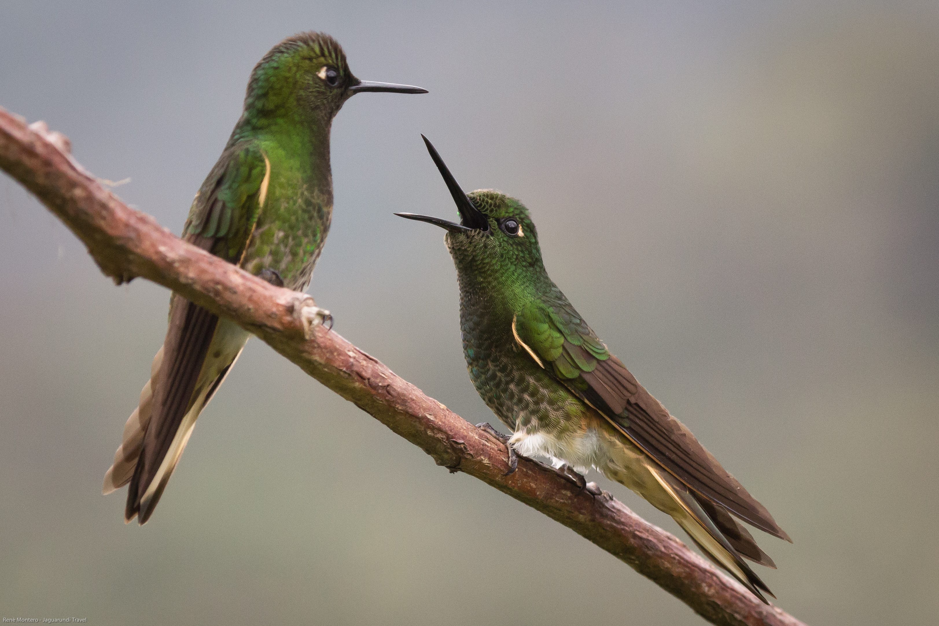 Unser Partner: Jaguarundi Travel