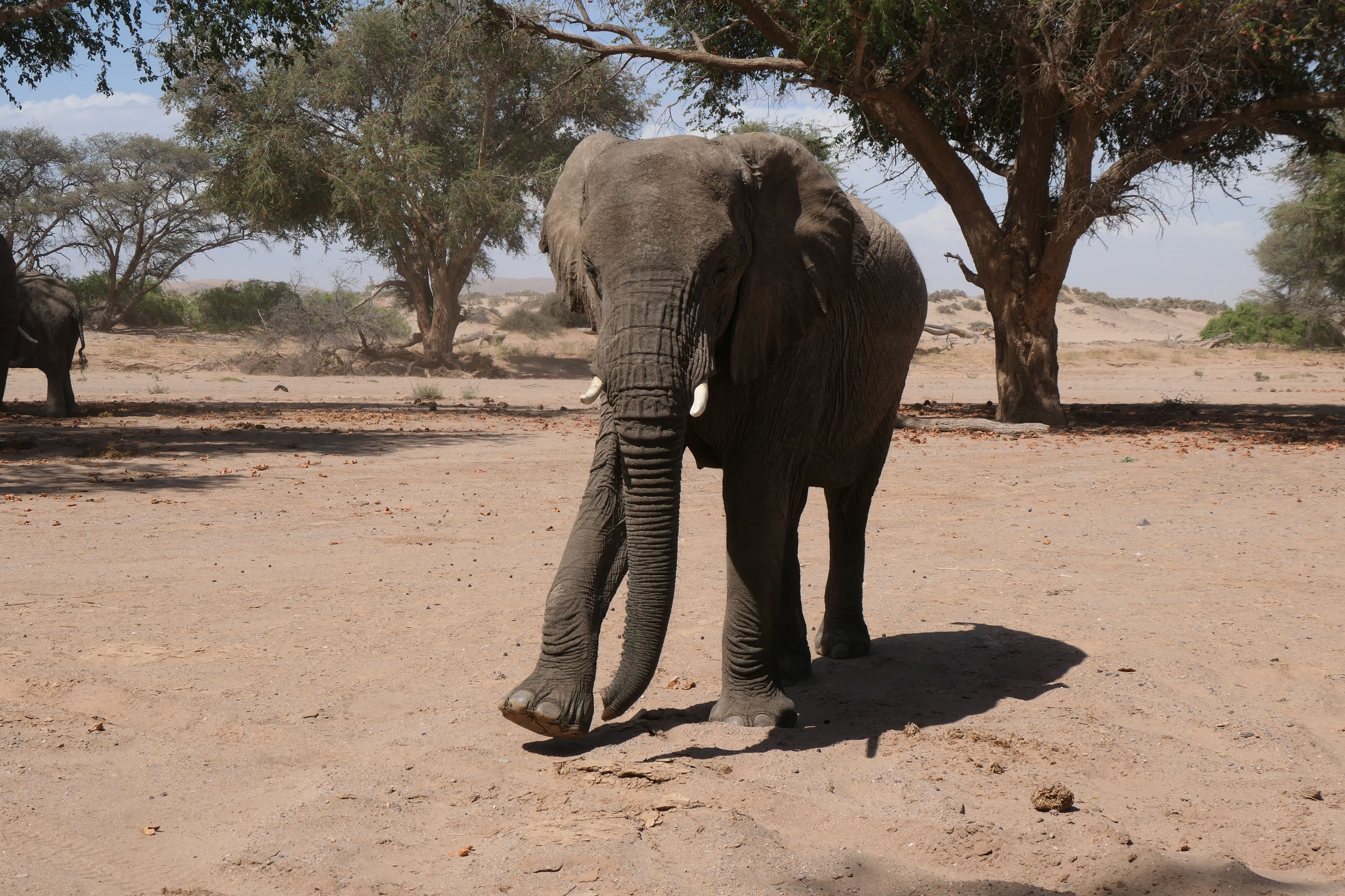 Elephant in Nambia