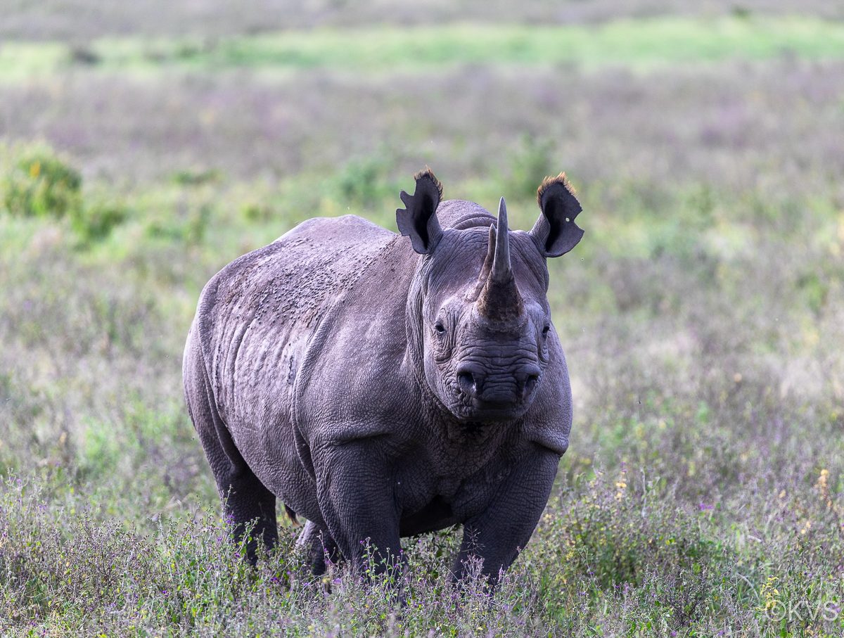 Black rhino in Laku Nakuru