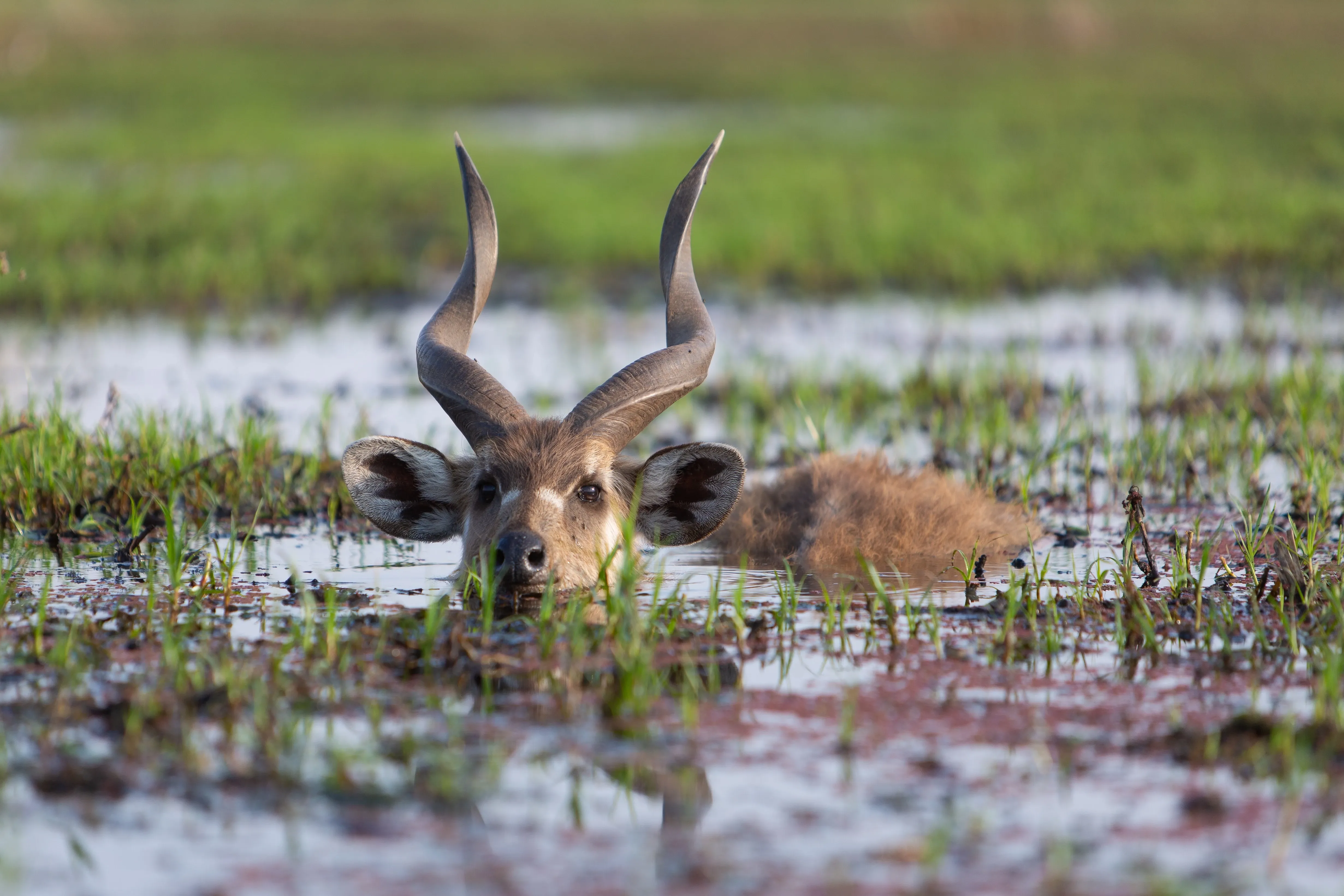 Sitatunga antelope swimming in the Okavango Delta