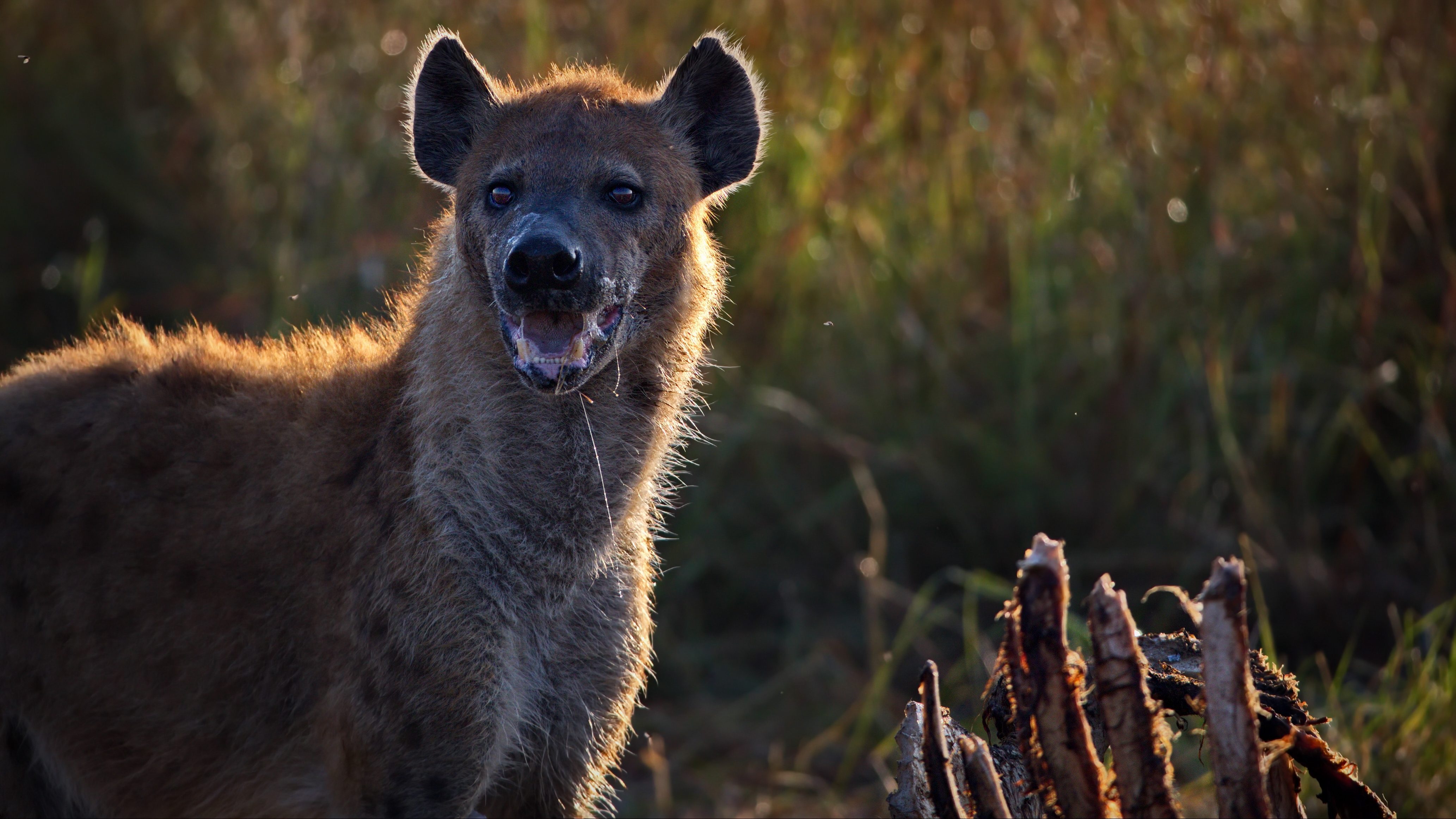 hyena panting