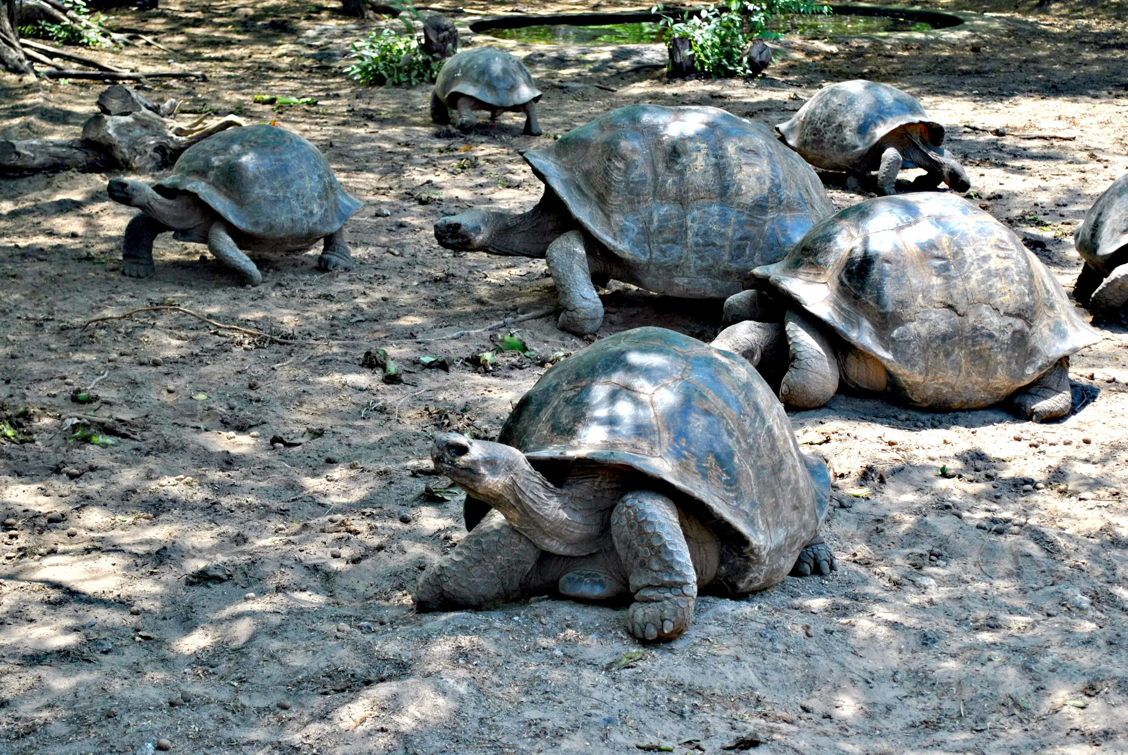 Ecuador Schildkröten füttern