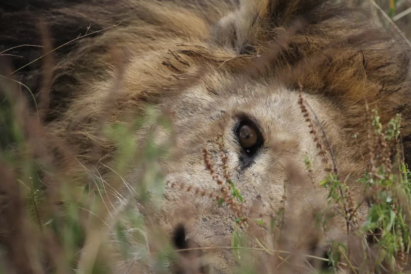 Lion head with mane