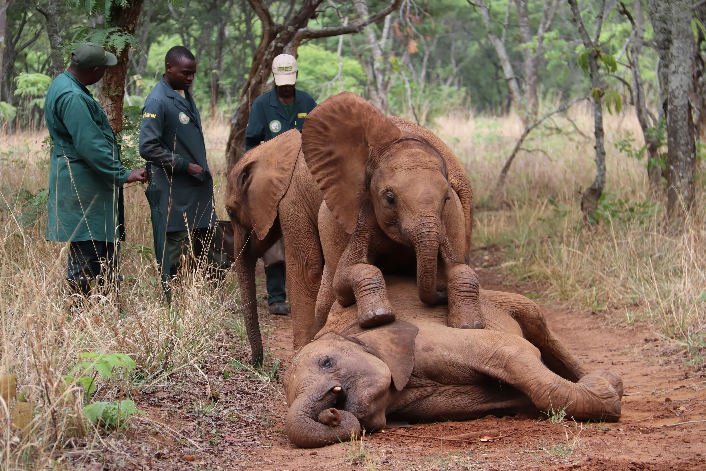 Baby elephants in malawi