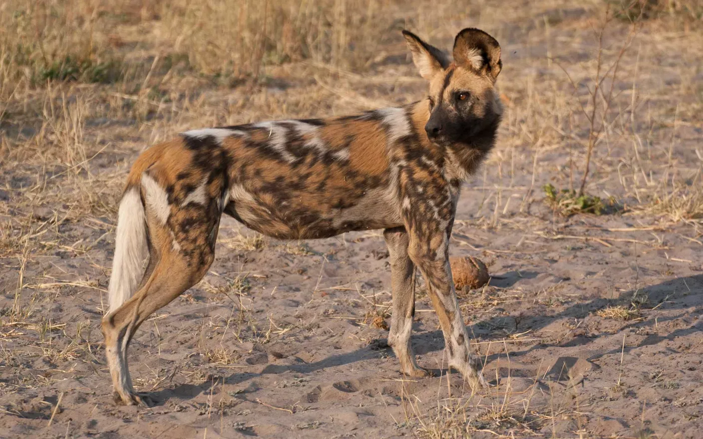 One wild dog standing in the african savannah.