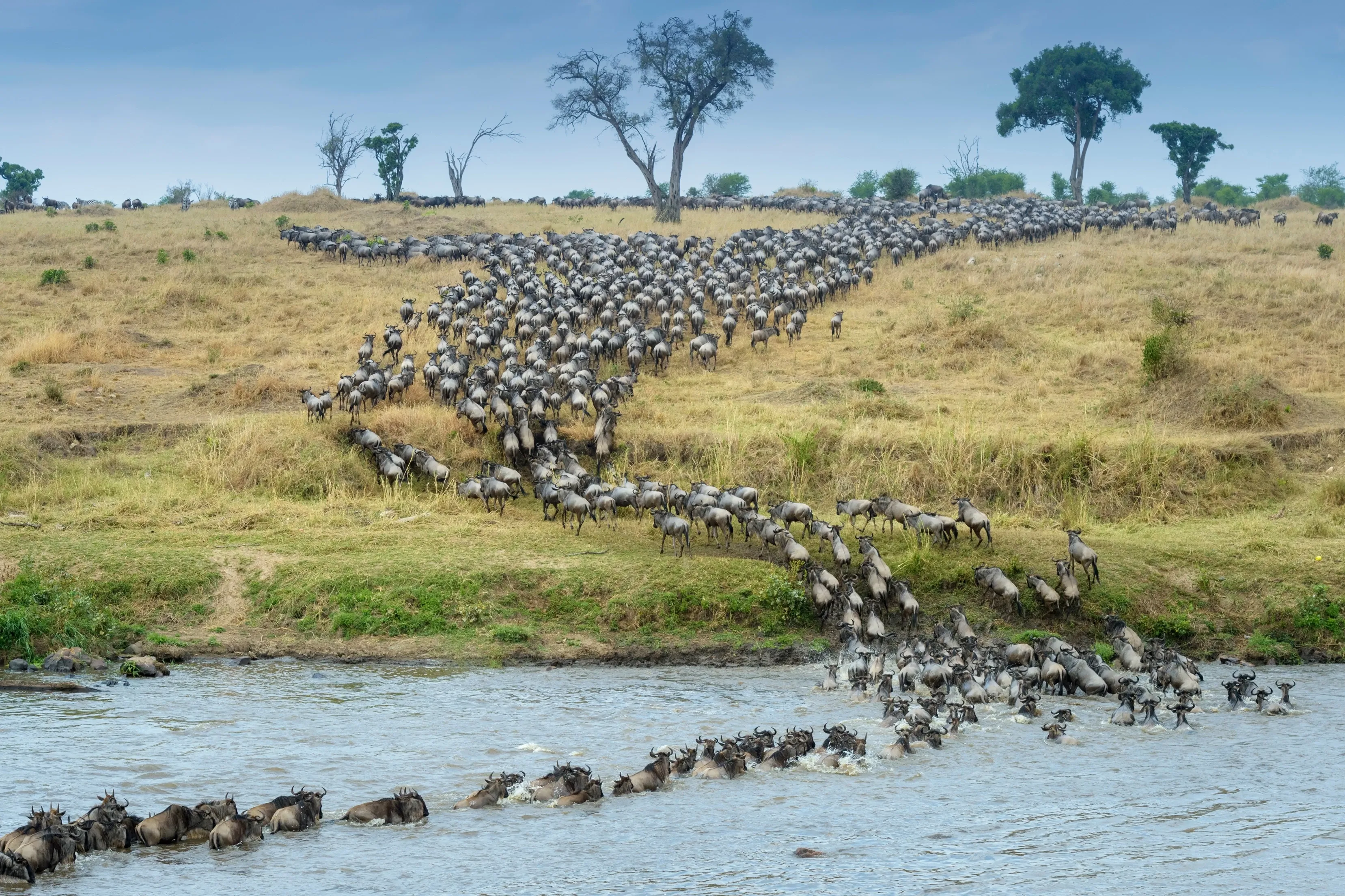 Great migration in serengeti