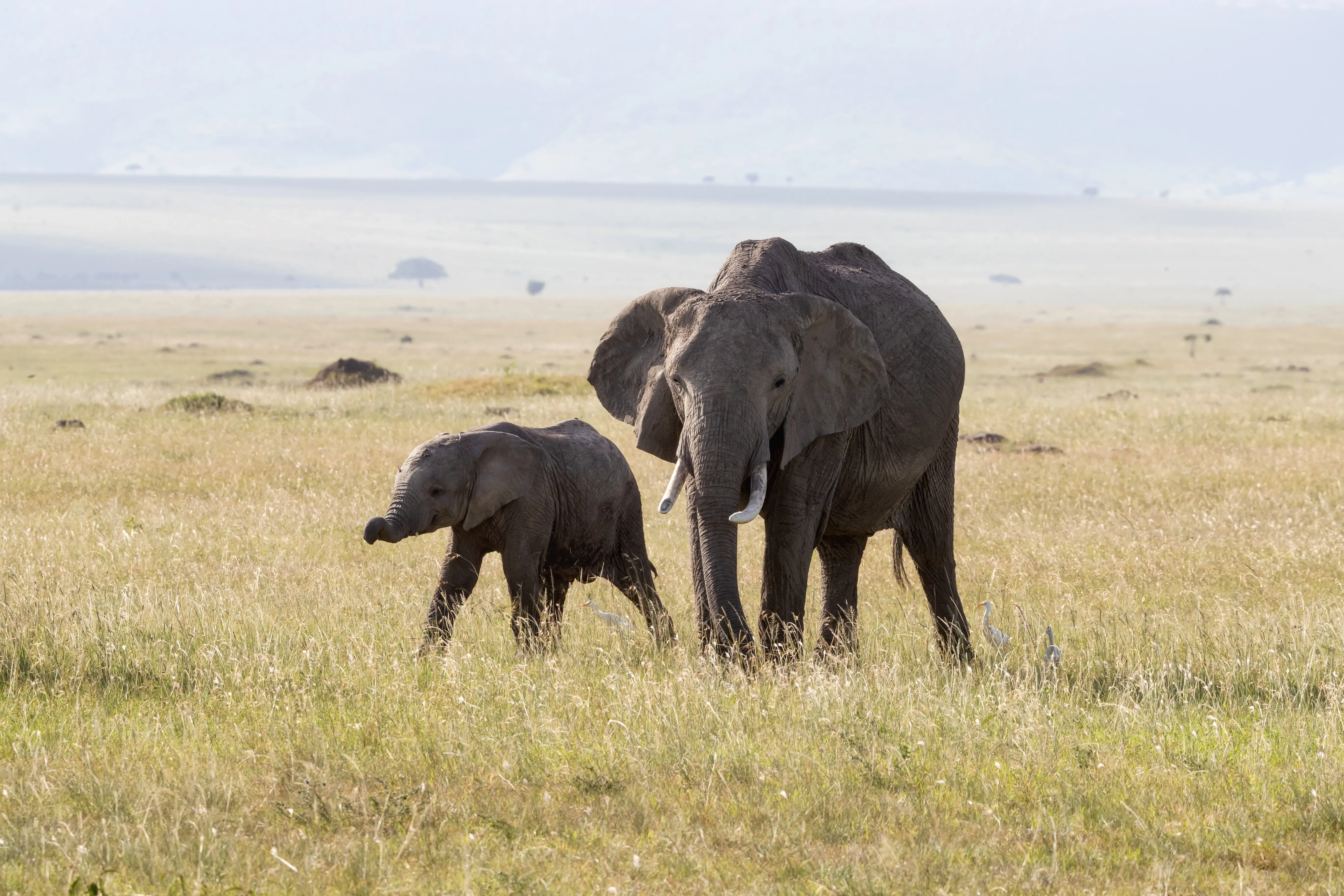 African elephant with baby