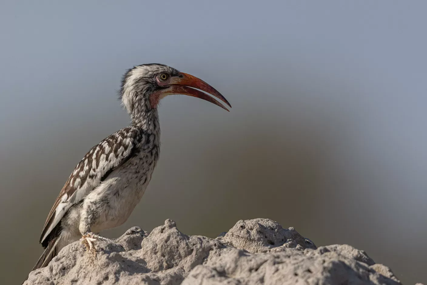 Red Billed Hornbill