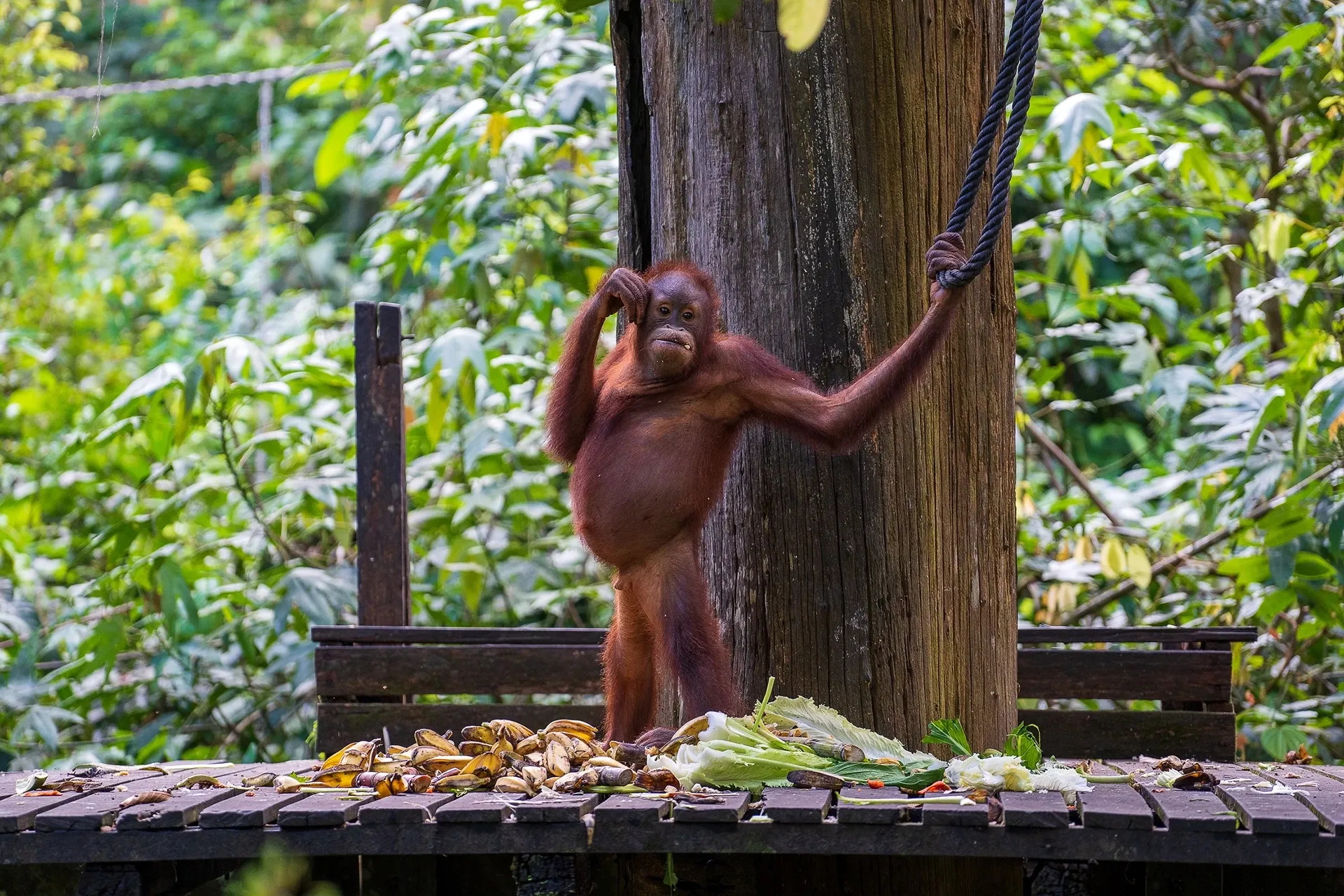 Orangutan by bananas