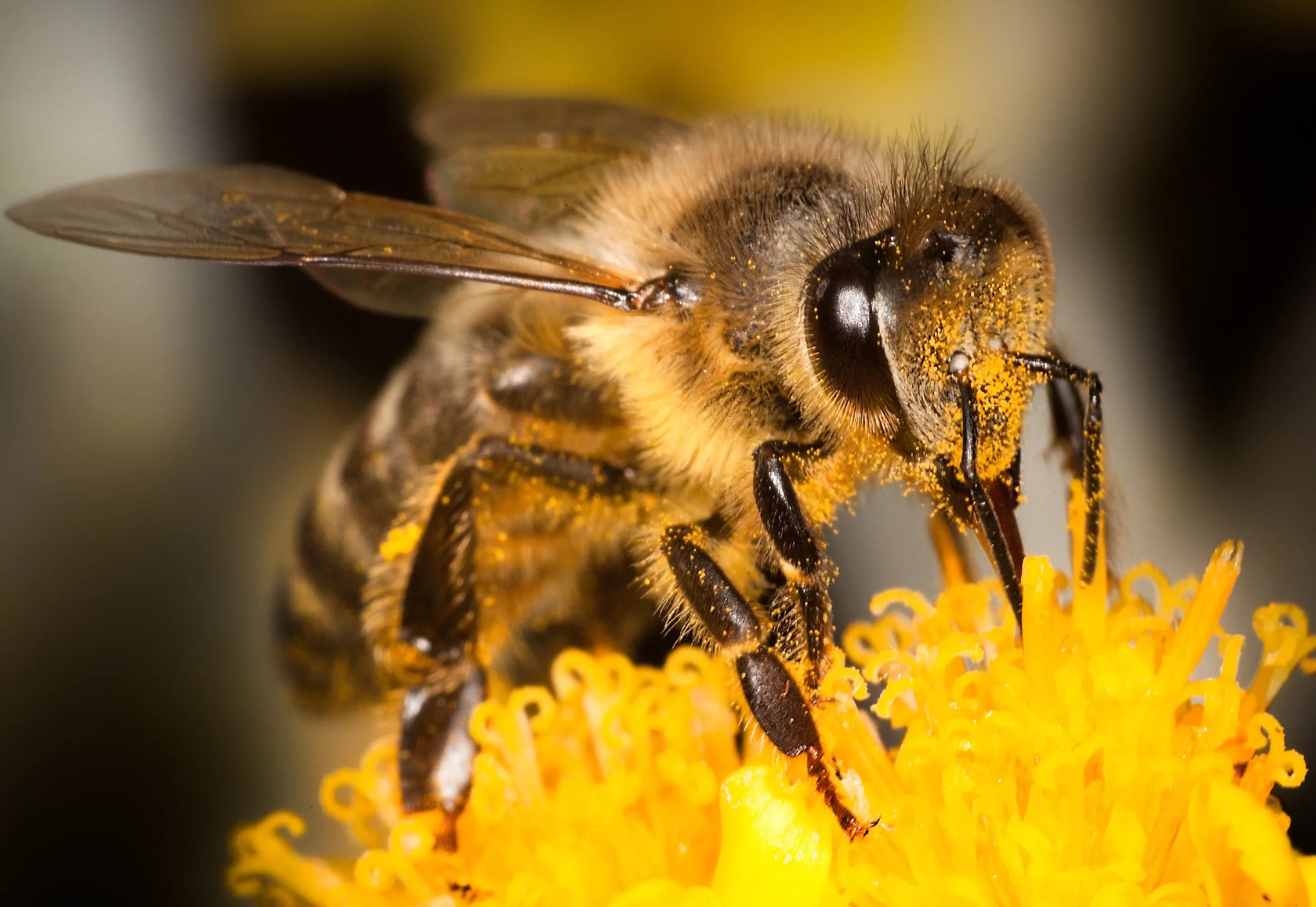 Close-up bee on a yellow flower
