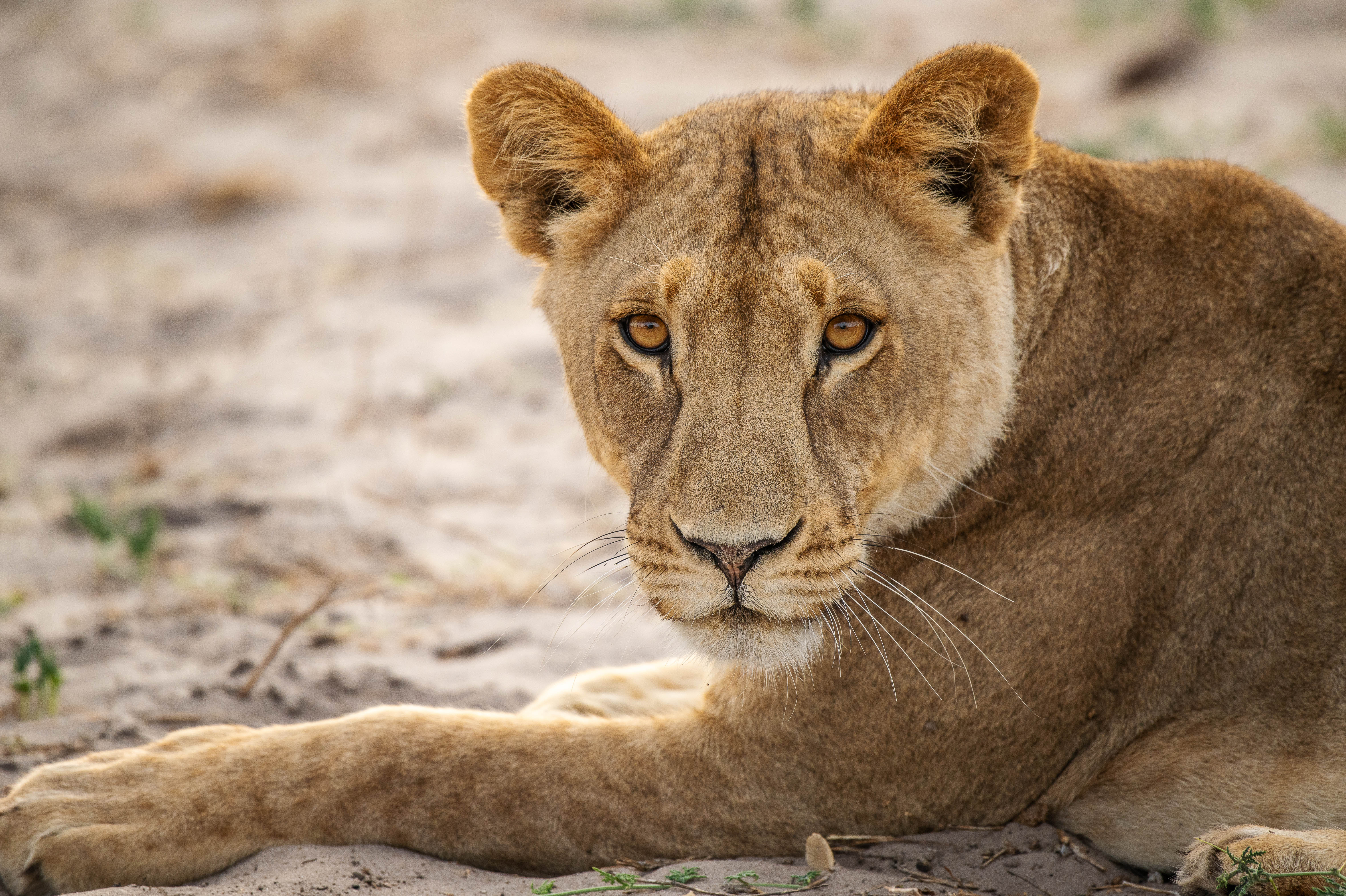 lion