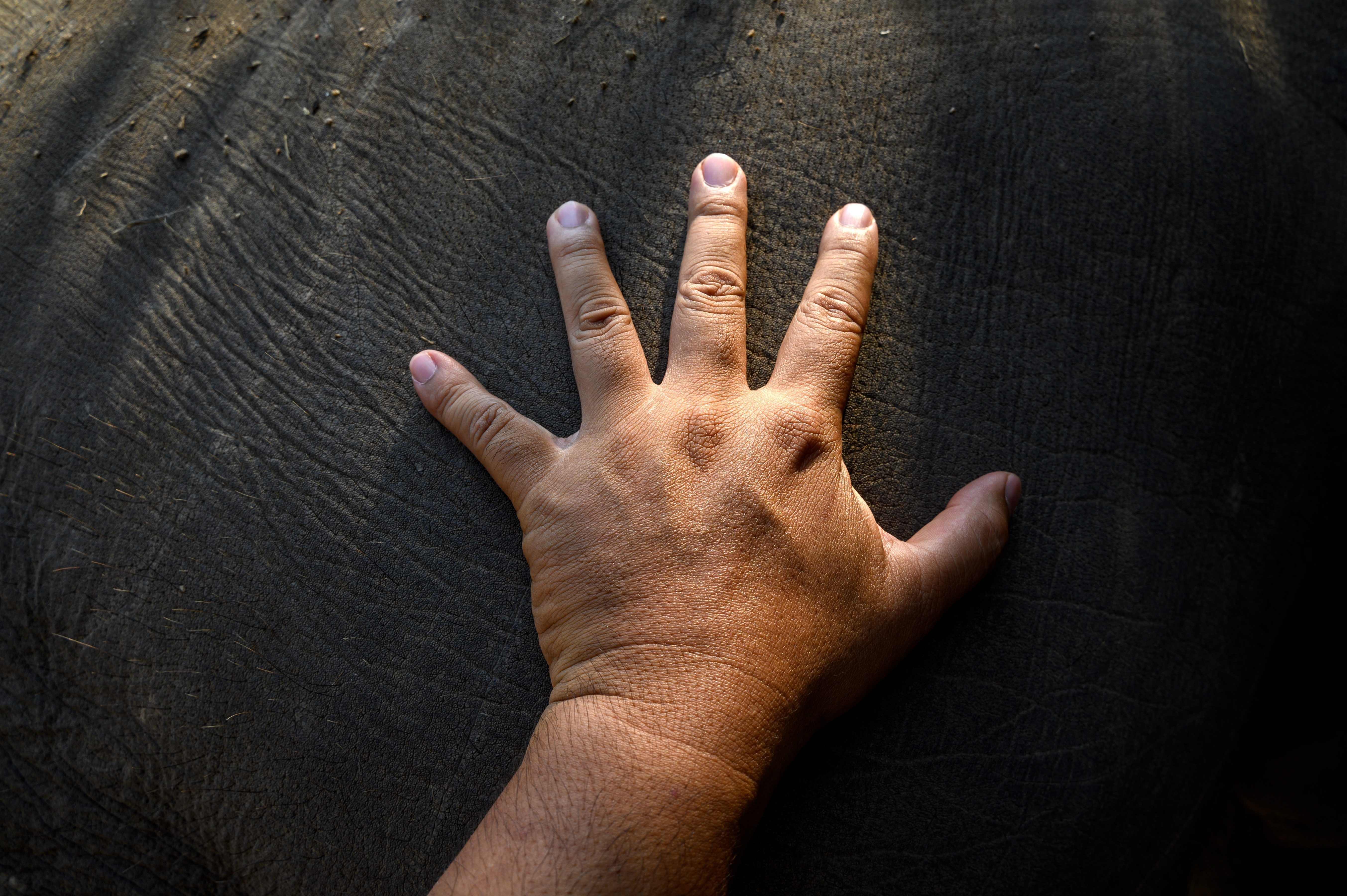 Hand touches elephant