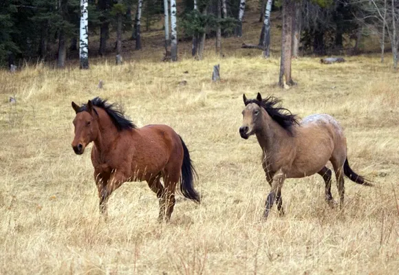Freiwilligenprojekt Alberta Pferdeschutz, Kanada