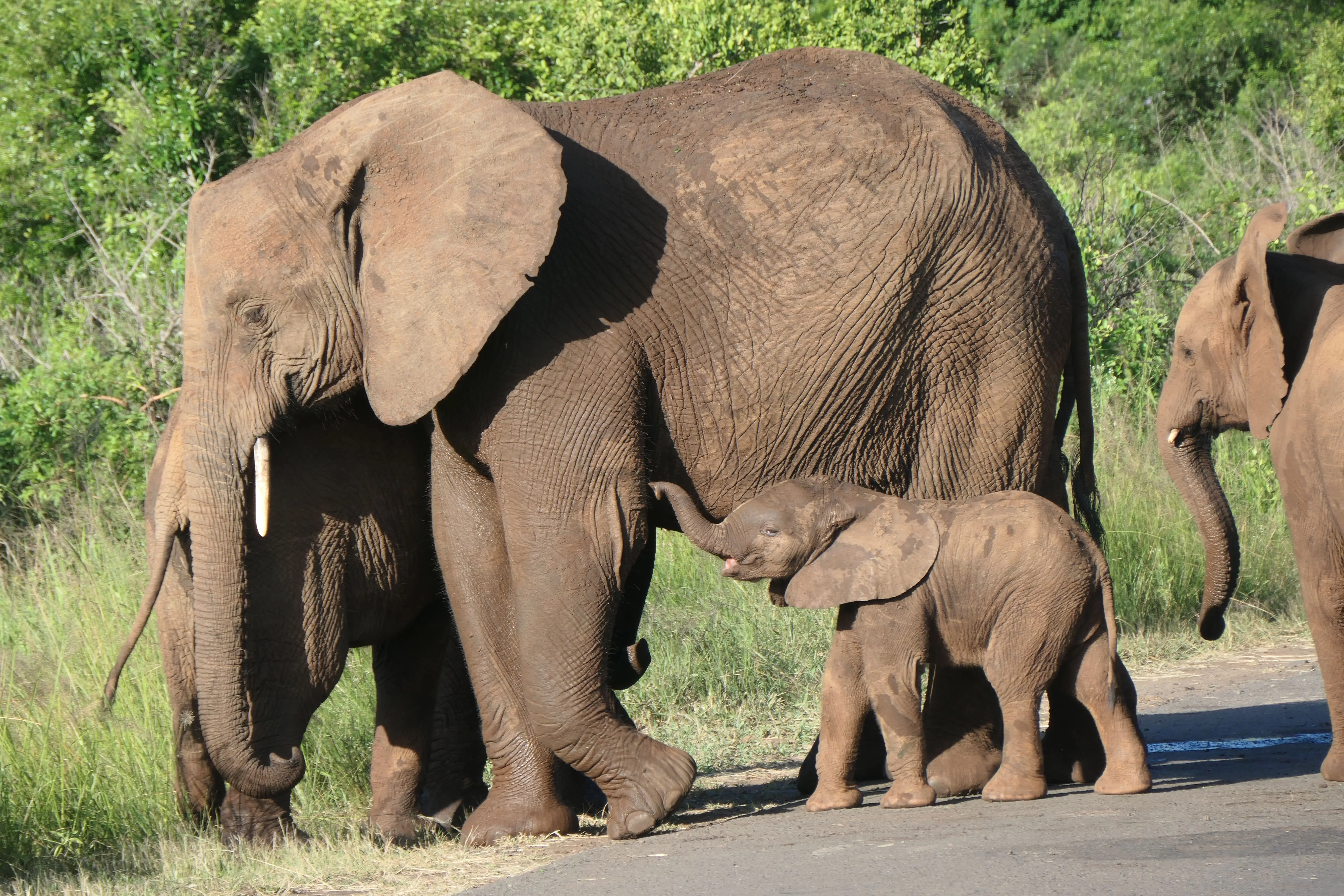 Herd of elephants including baby elephant.
