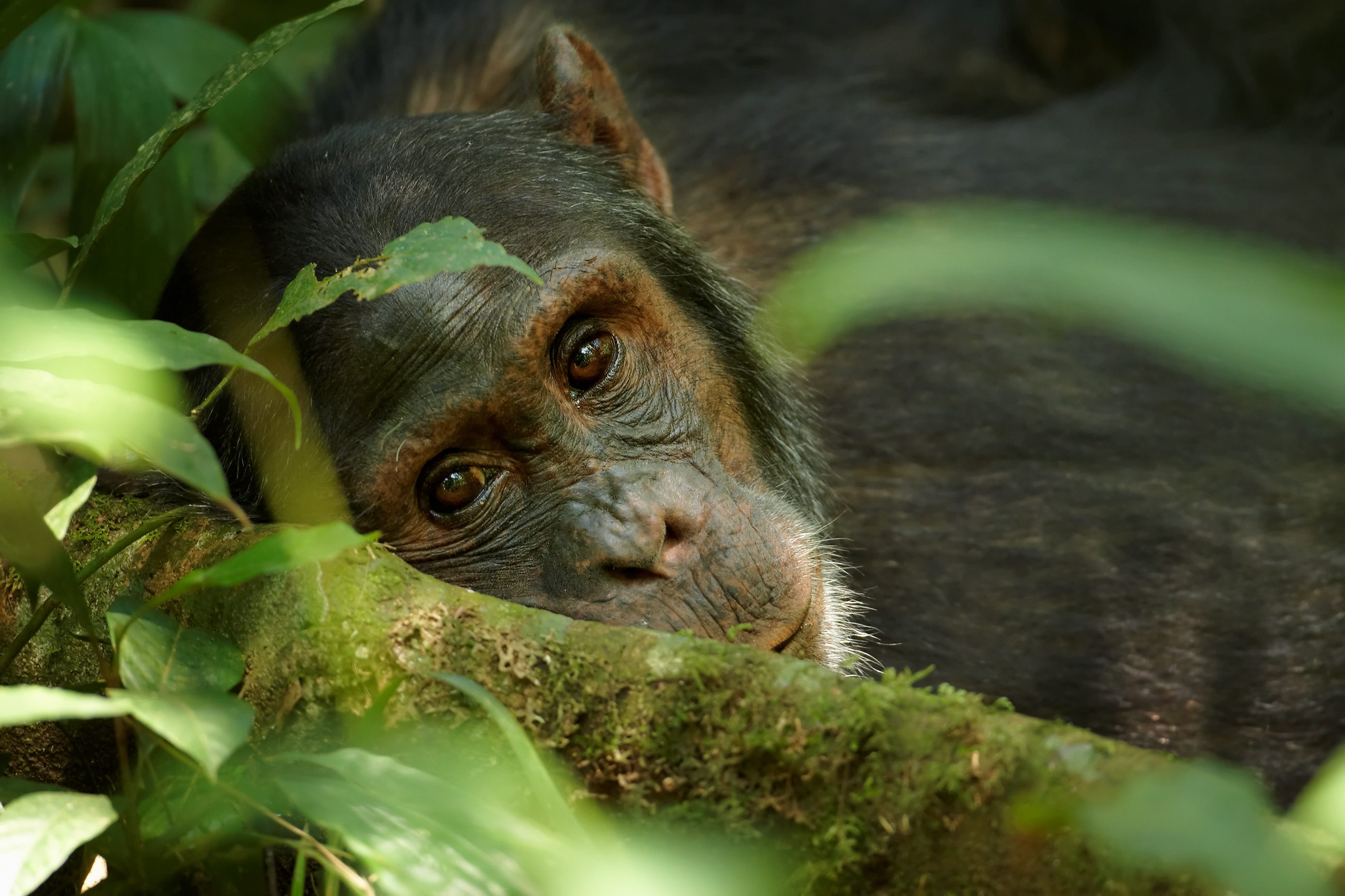 chimpanzee closeup